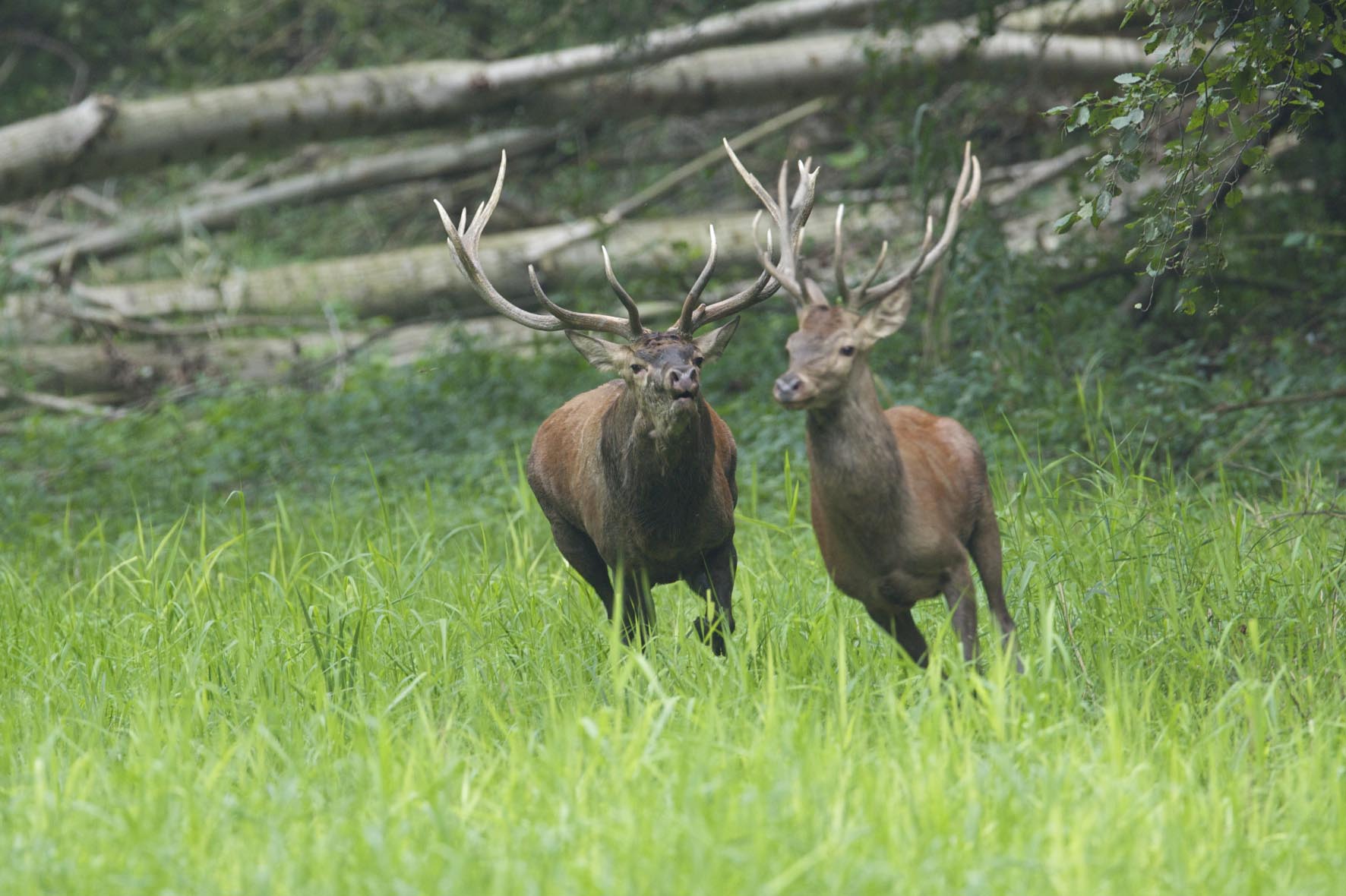 Nationalpark-Donau-Auen-33682-4-Fauna-WT-Saugetiere-RivalisierendeRothirsche,Kovacs.jpg