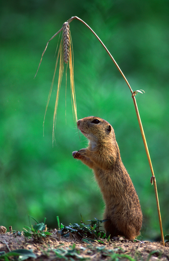 Nationalpark-Donau-Auen-14758-4-WT-Saugetiere-Ziesel,Stefan.jpg