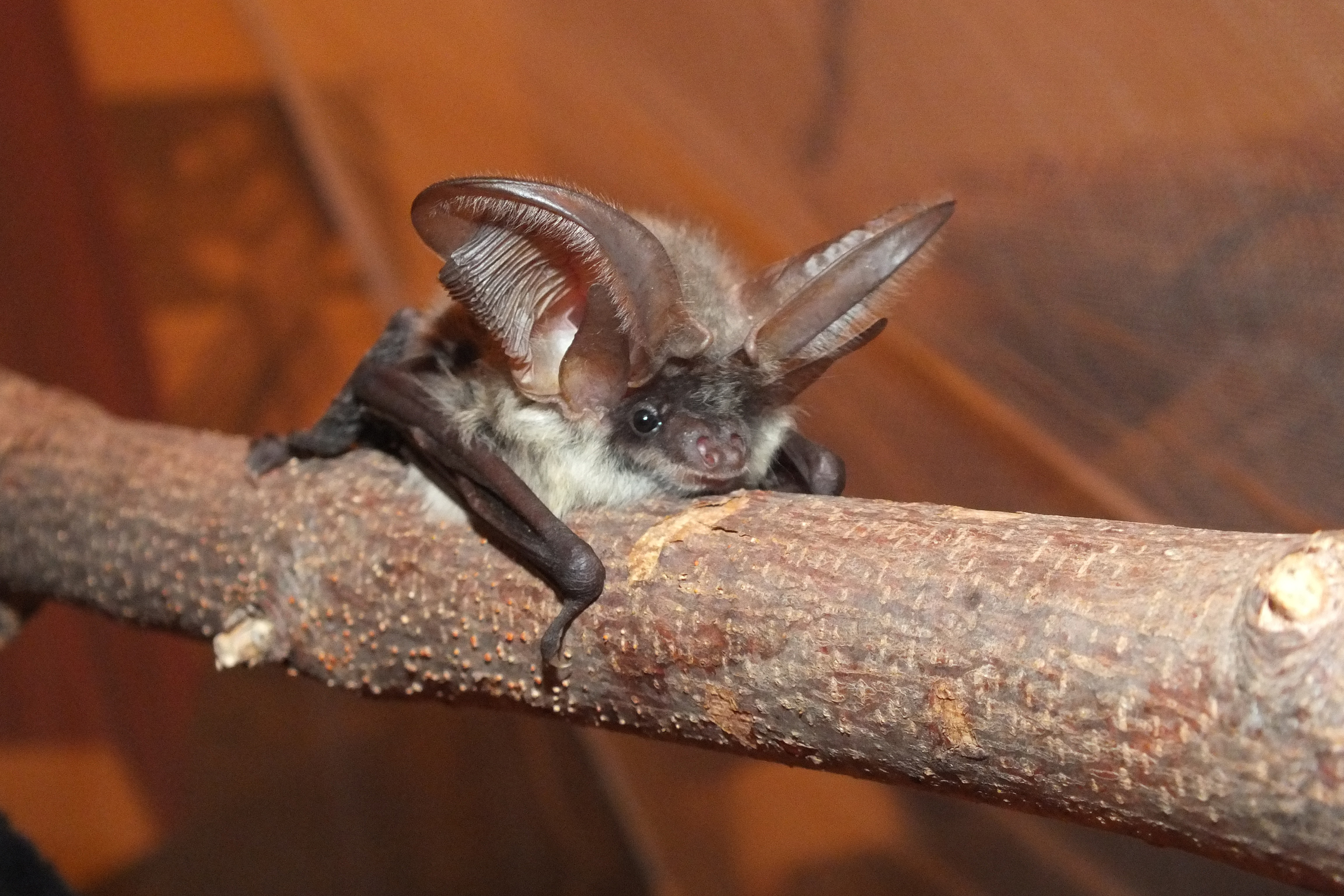 Nationalpark-Donau-Auen-38021-4-Fauna-WT-Saugetiere-Graues-Langohr,Burger.jpg