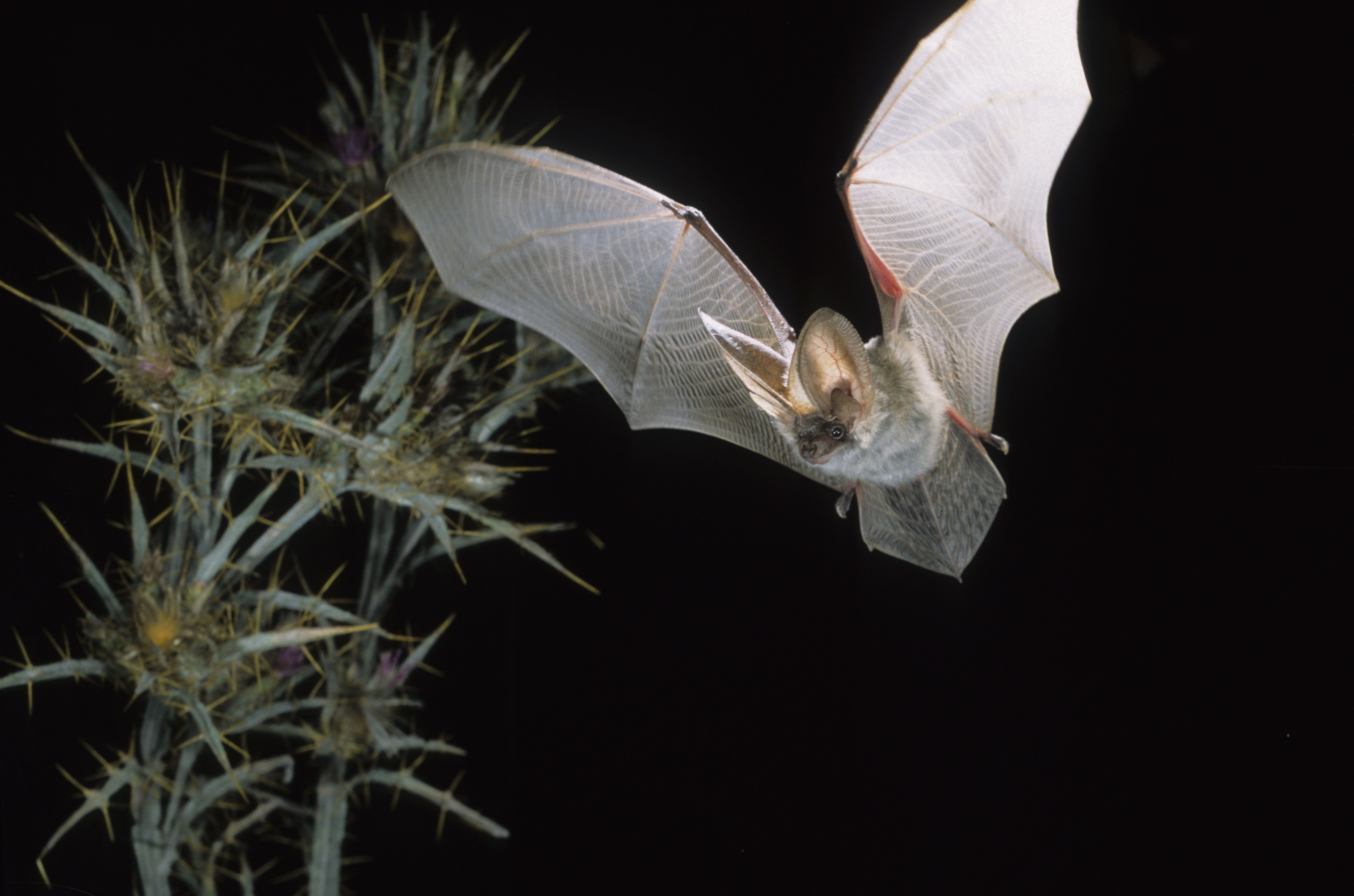 Nationalpark-Donau-Auen-41614-4-Fauna-WT-Saugetiere-GrauesLangohr,Nill.jpg