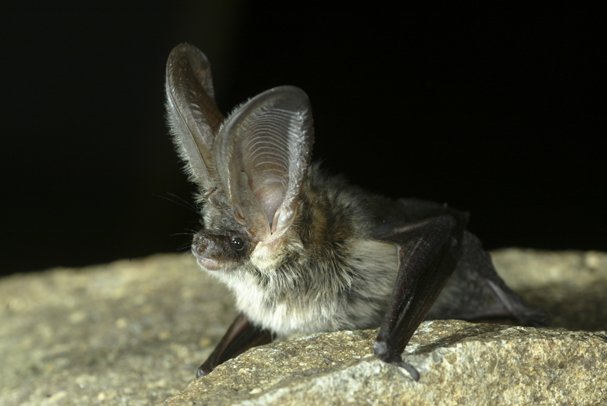 Nationalpark-Donau-Auen-42939-4-Fauna-WT-Saugetiere-GrauesLangohr,Nill.jpg