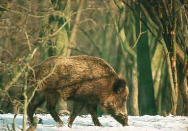 Nationalpark-Donau-Auen-1375-4-WT-Saugetiere-Wildschwein-im-Winter,--Antonicek.jpg