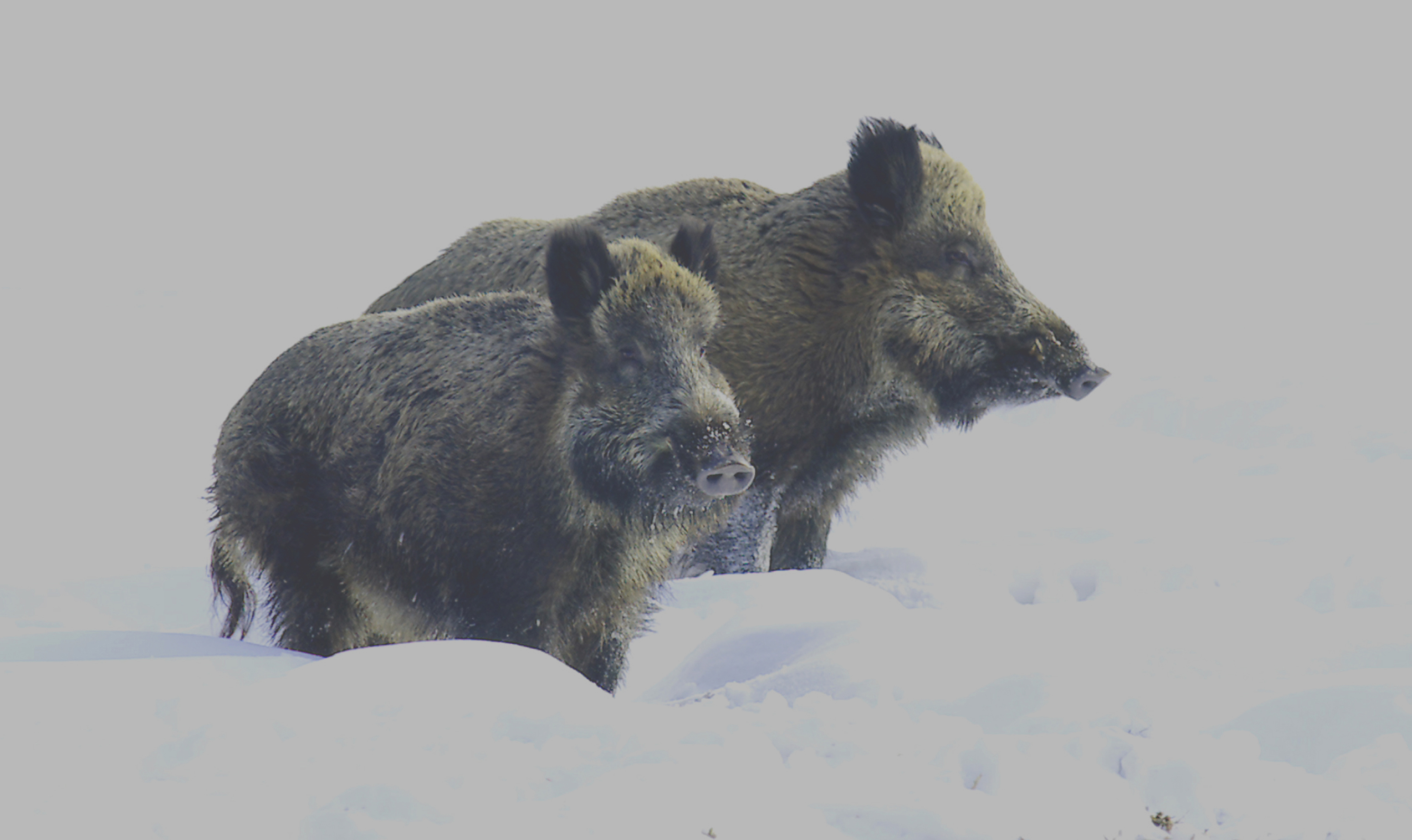 Nationalpark-Donau-Auen-29459-4-Fauna-WT-Sauger-Wildschweine-im-Winter,SendorZeman.jpg