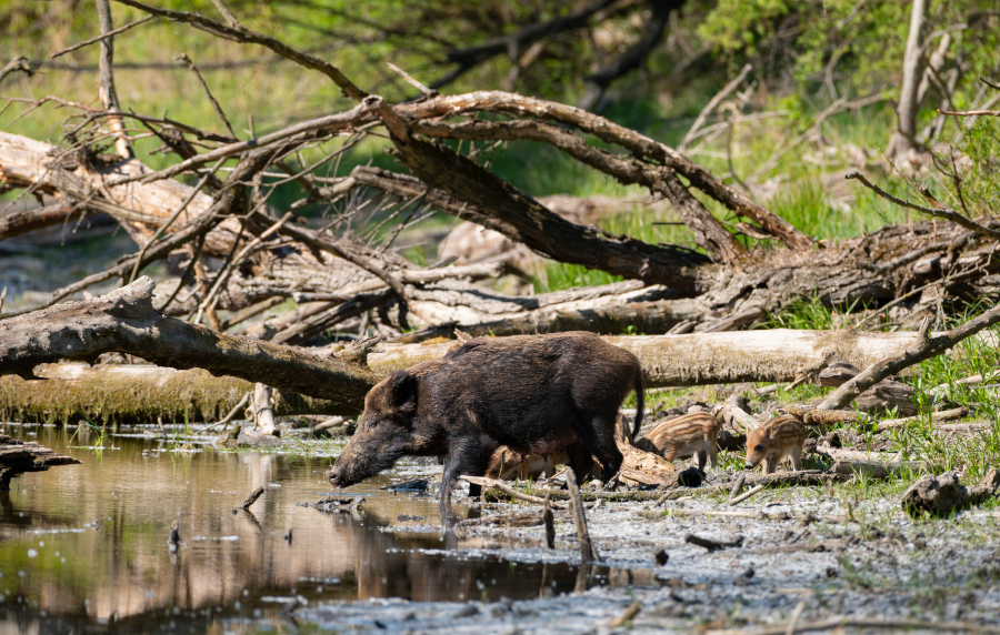 Nationalpark-Donau-Auen-50146-4-Fauna-WT-Sauger-Wildschwein-im-Wasser-mit-Frischlingen,Kracher.jpg
