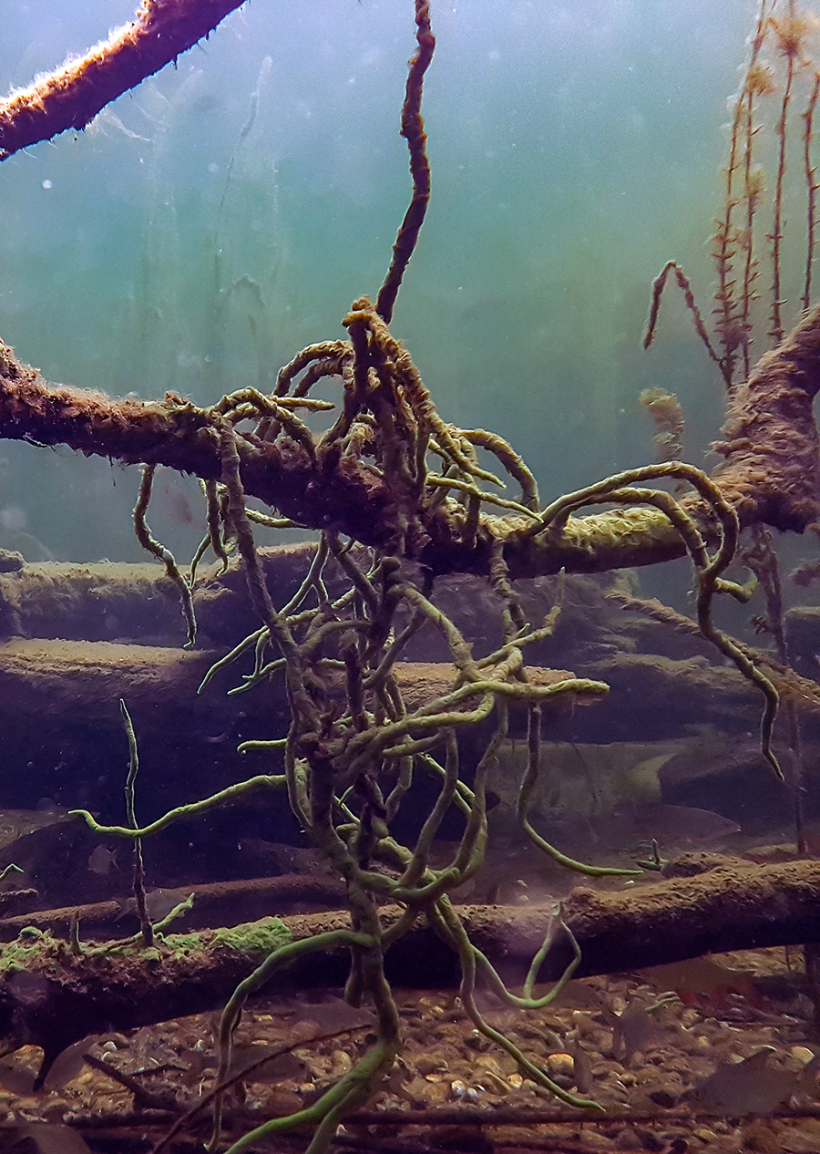 Nationalpark-Donau-Auen-Suesswasserschwamm2.jpg