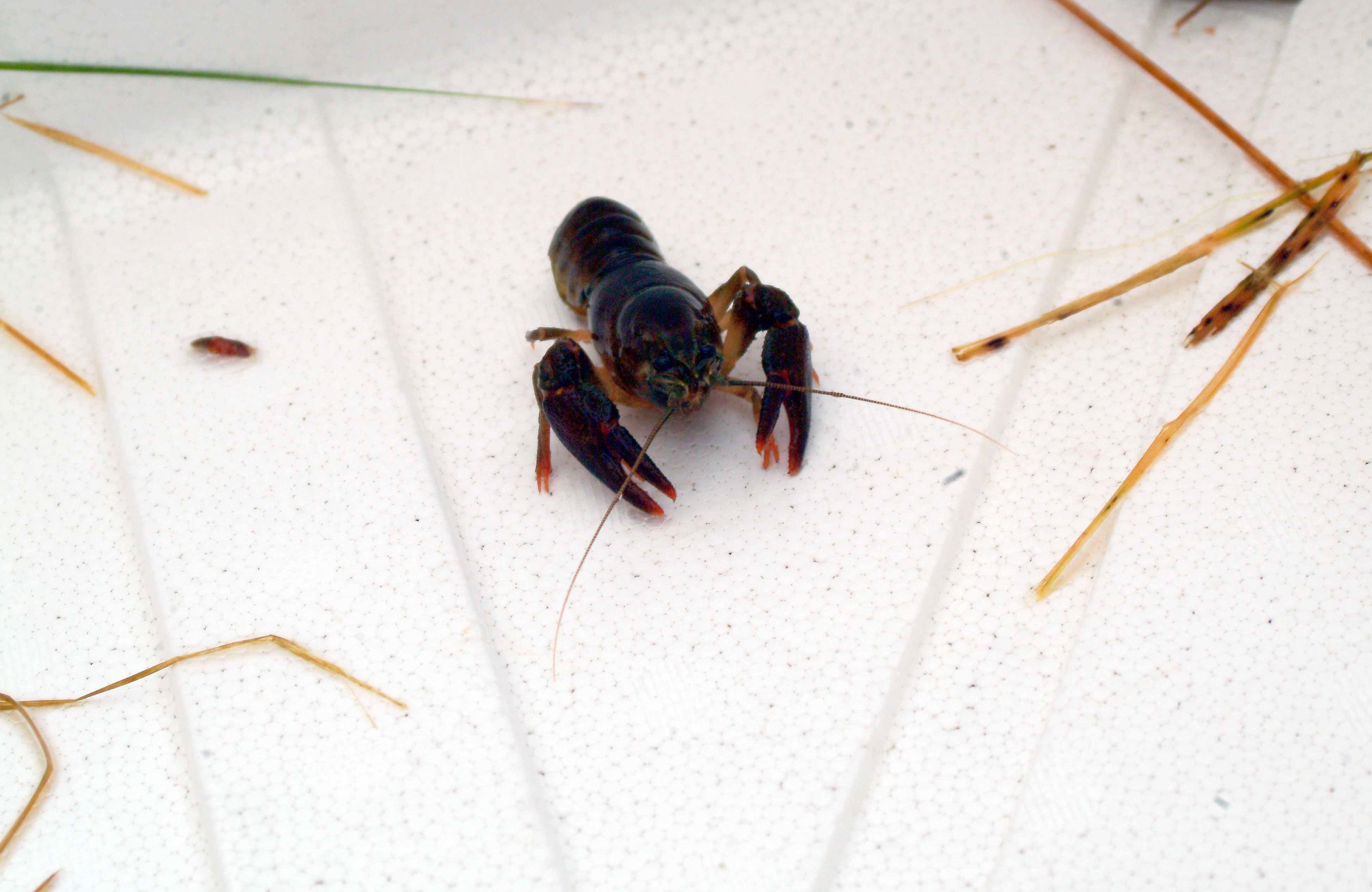 Nationalpark-Donau-Auen-6271-5_8-Fauna-Krebse-Edelkrebs-2004-Werger.jpg