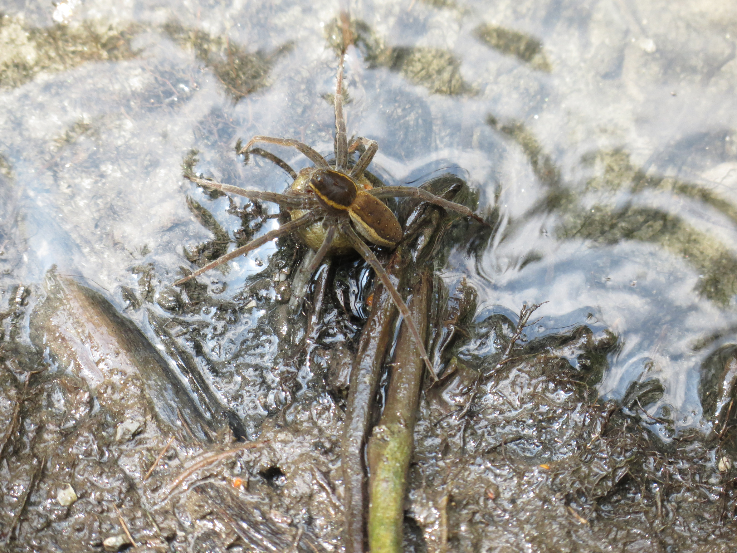 Nationalpark-Donau-Auen-30551-5-Fauna-WL-Spinnen-Gerandete-Jagdspinne,Ruckenbauer.JPG