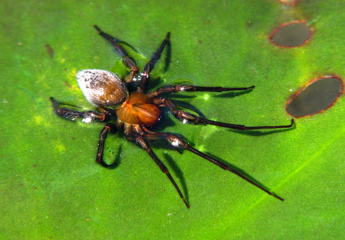Wasserspinne │ Nationalpark DonauAuen