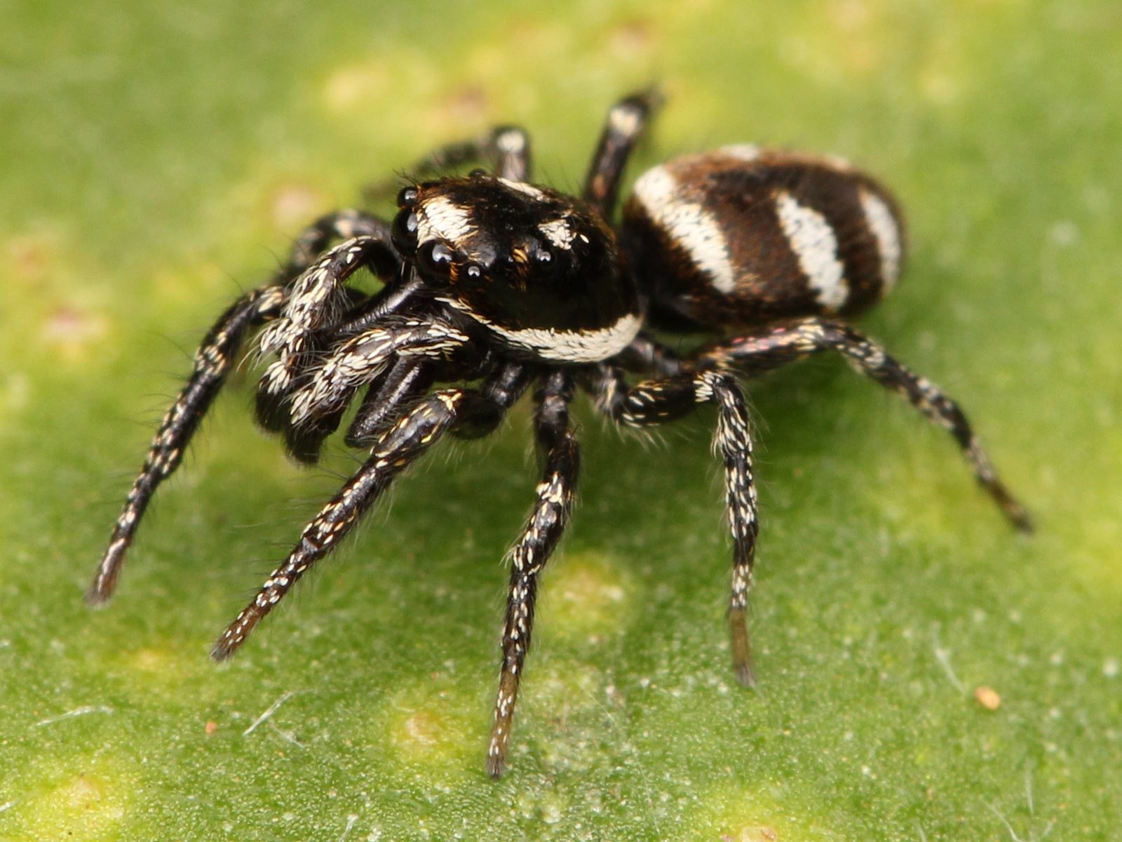 32+ Kleine Schwarze Spinnen Im Garten, Um ihre beute zu fangen,