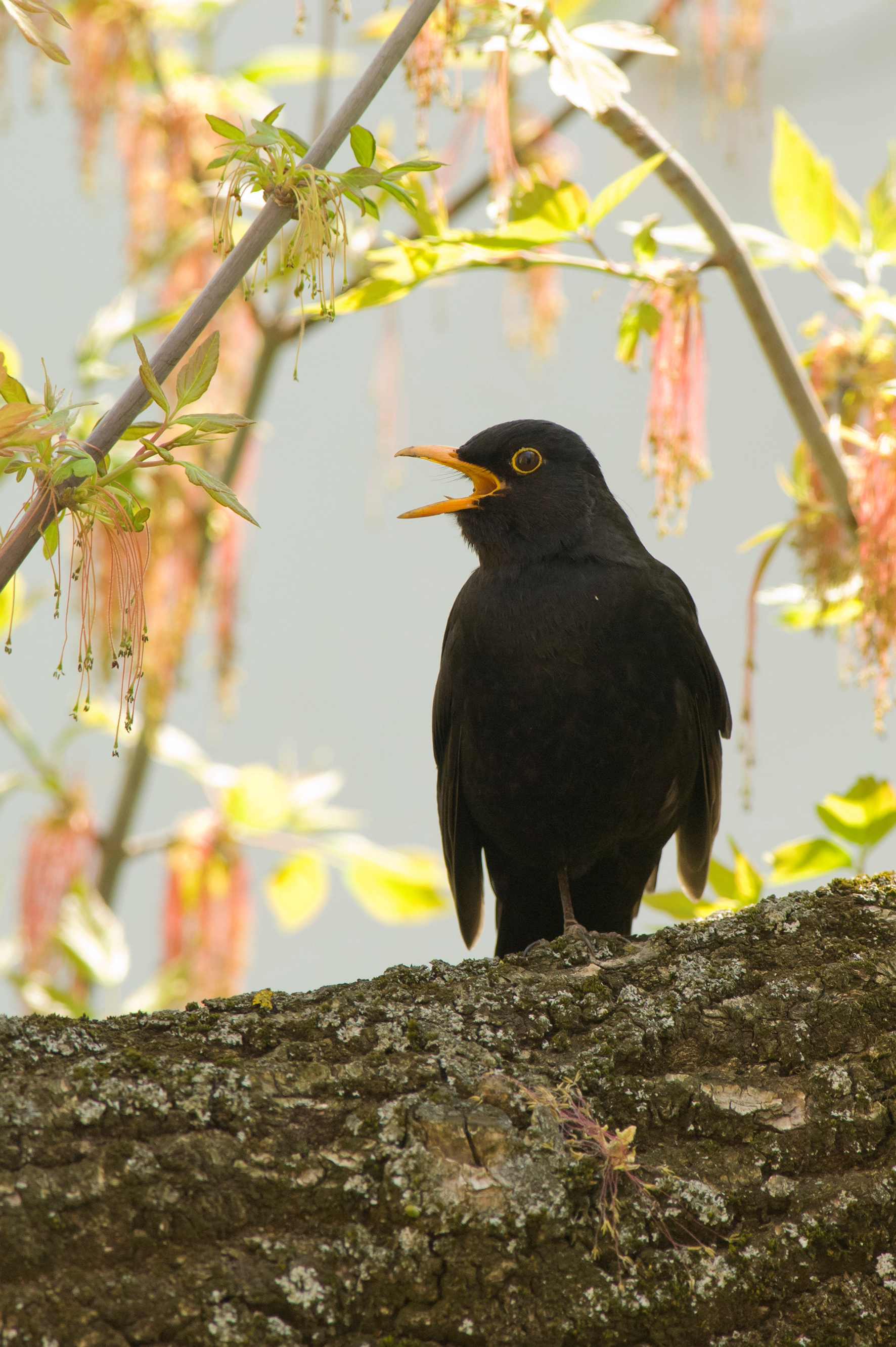 Nationalpark-Donau-Auen-31573-1-WT-Vogel--Amsel,Kreinz.jpg