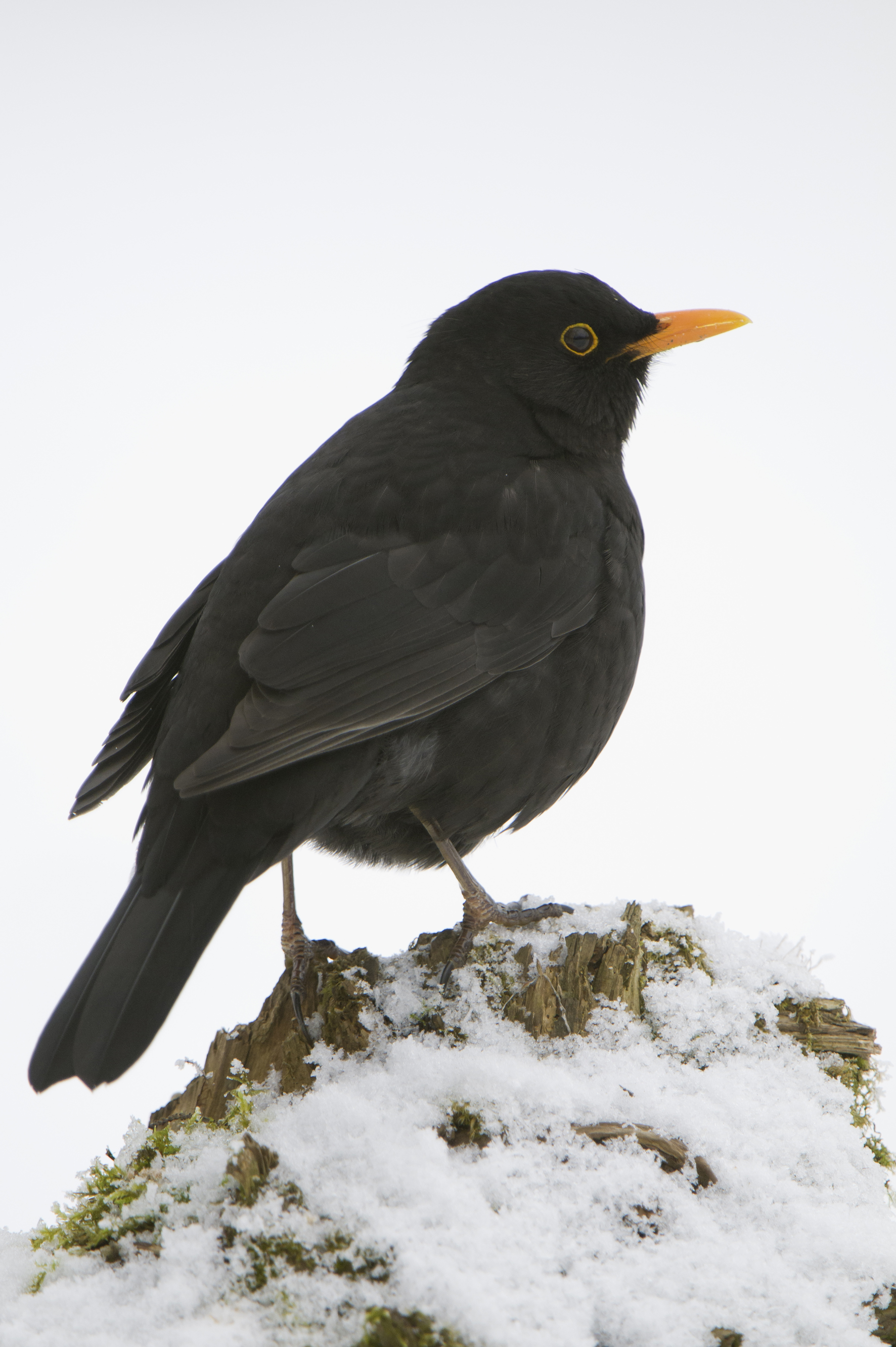 Nationalpark-Donau-Auen-31574-1-WT-Vogel--Amsel,Kreinz.jpg