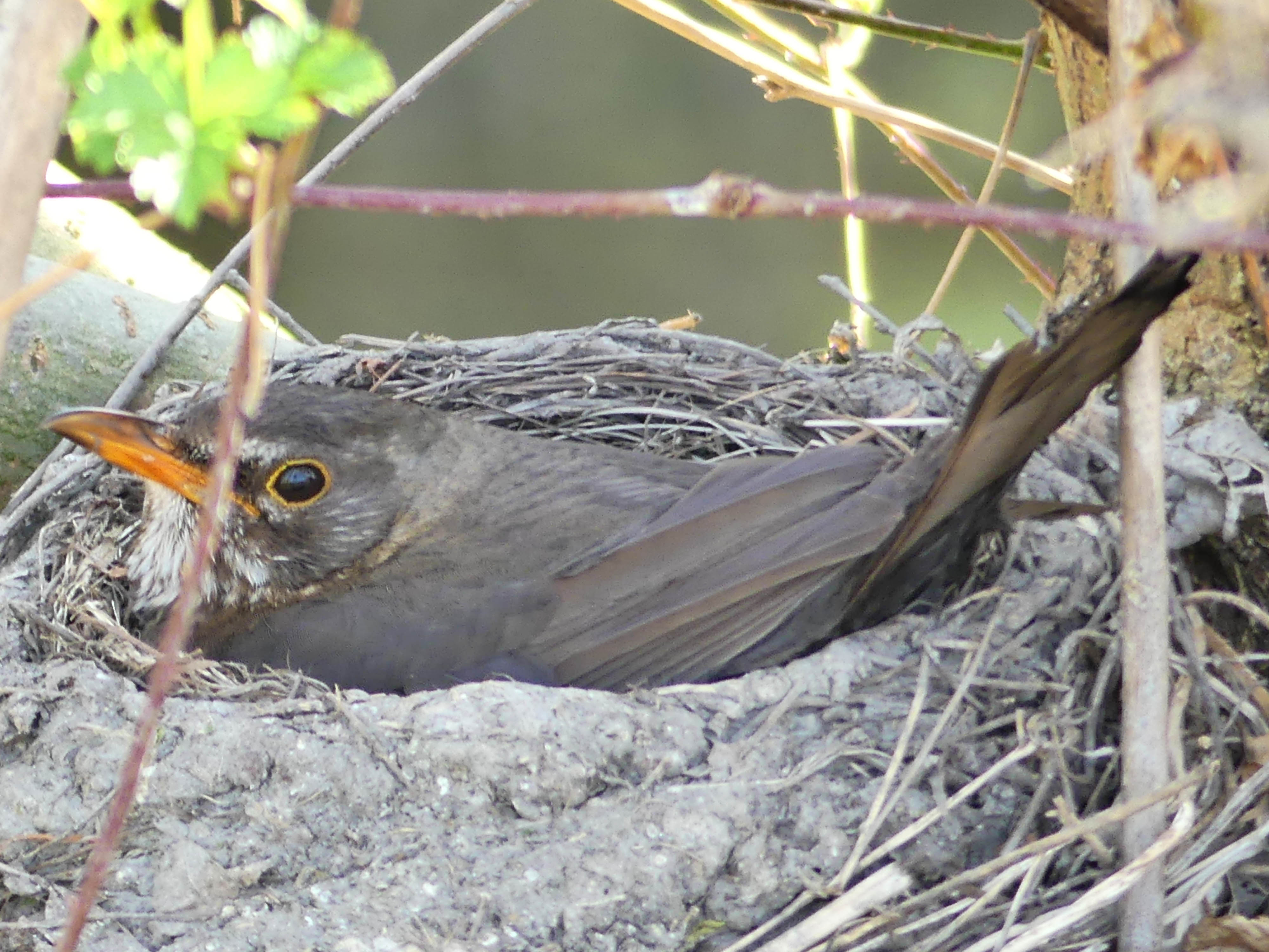 Nationalpark-Donau-Auen-42686-1-Fauna-WT-Vogel-brutende-Amsel,Pavek.jpg