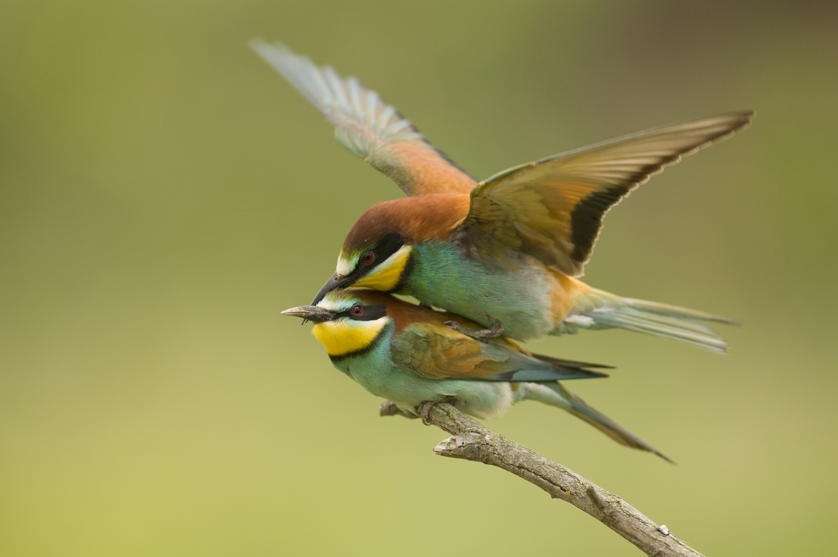 Nationalpark-Donau-Auen-31550-1-Fauna-WT-Bienenfresser,Kreinz.jpg