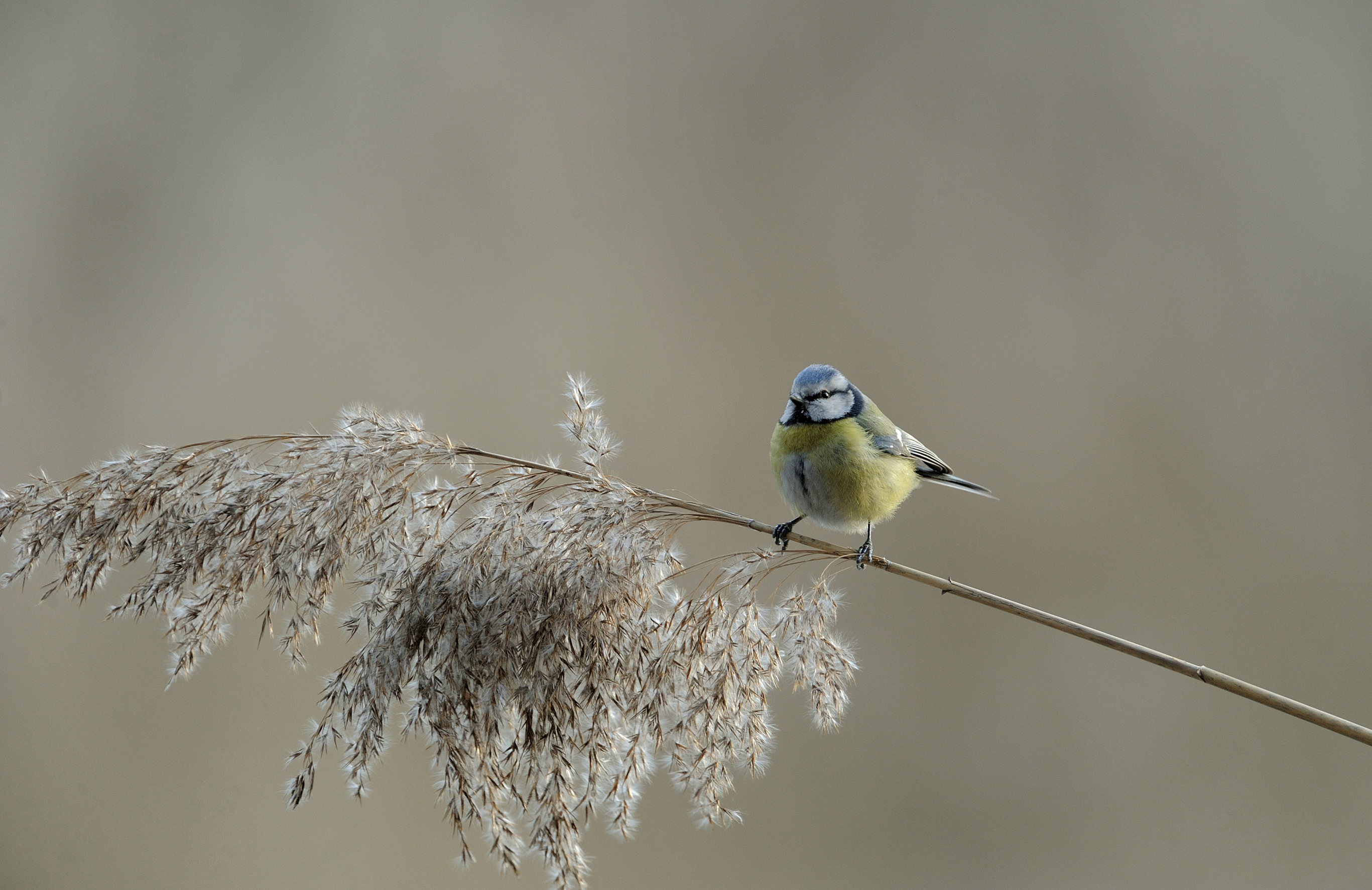 Nationalpark-Donau-Auen-35413-1-Fauna-WT-Vogel-Blaumeise,Kracher.jpg