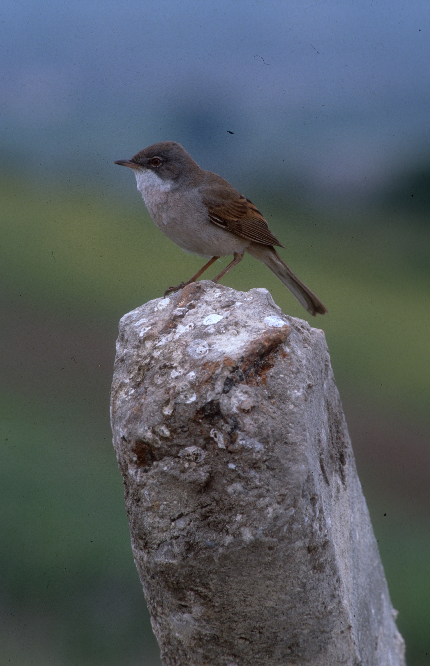 Nationalpark-Donau-Auen-6212-1-Fauna-WT-Vogel-Dorngrasmucke-,Thaler.jpg