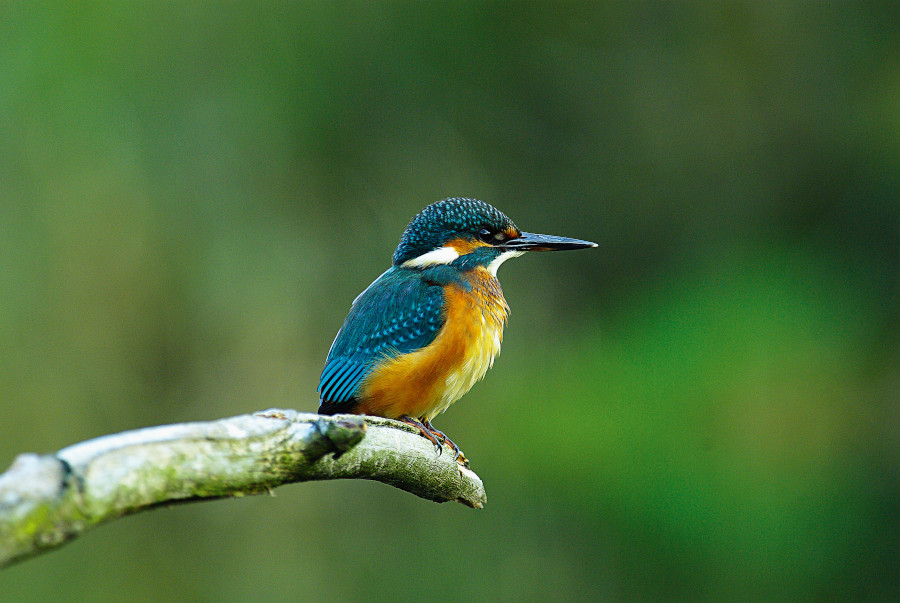 Nationalpark-Donau-Auen-29418-1-WT-Vogel-Eisvogel,SendorZemanB.jpg