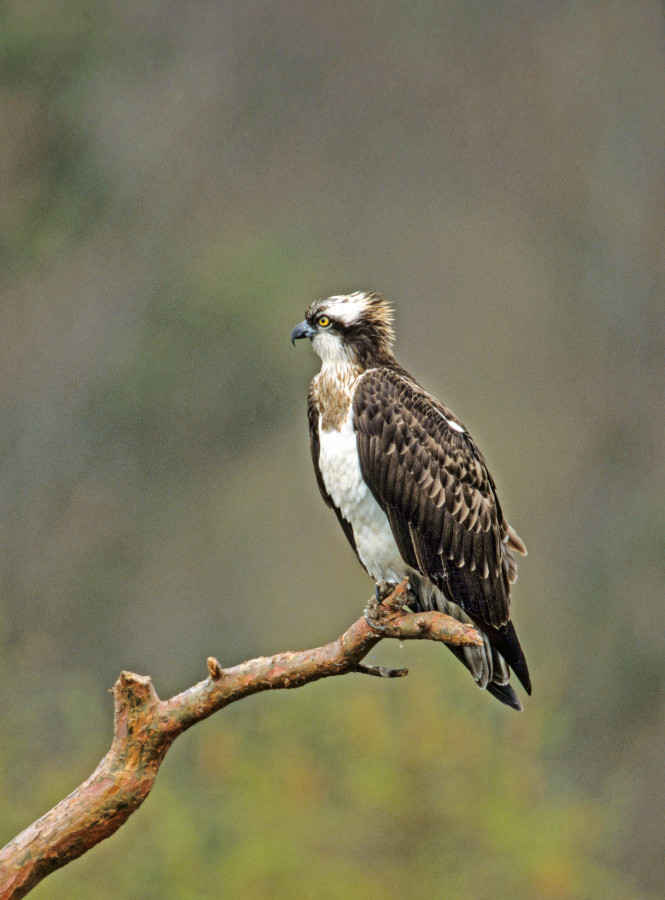 Nationalpark-Donau-Auen-19777-1-Fauna-WT-Vogel-Fischadler,NillB.jpg