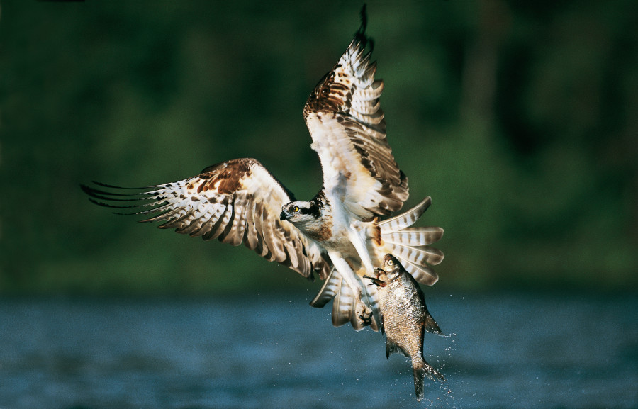 Nationalpark-Donau-Auen-19778-1-Fauna-WT-Vogel,Fischadler,NillB.jpg