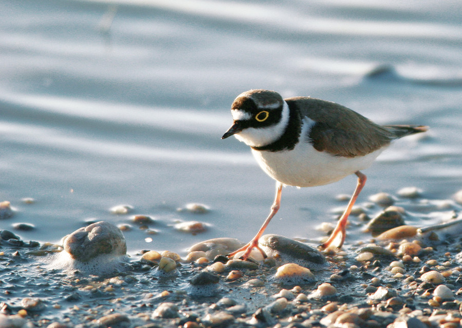 Nationalpark-Donau-Auen-1227-1-Fauna-WT-Vogel-Flussregenpfeifer,RolandB.jpg