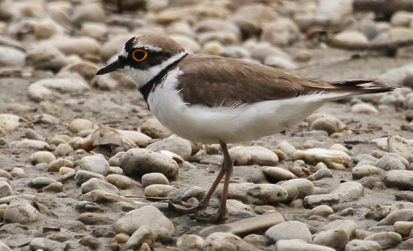 Nationalpark-Donau-Auen-21347-1-WT-Vogel-Flussregenpfeifer,Kern.JPG