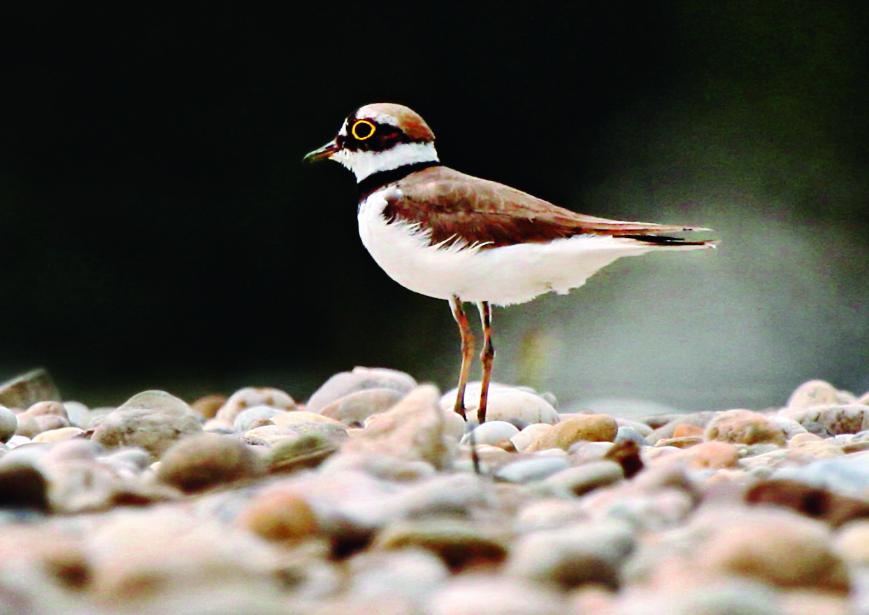 Nationalpark-Donau-Auen-27978-1-WT-Vogel-Flussregenpfeifer,KernB.jpg