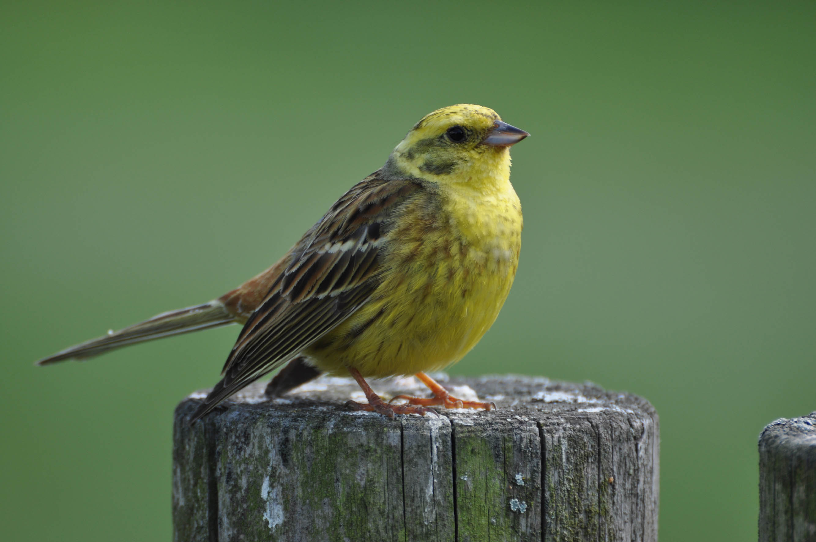 Nationalpark-Donau-Auen-33707-1-WT-Vogel-Goldammer,Dorn.JPG