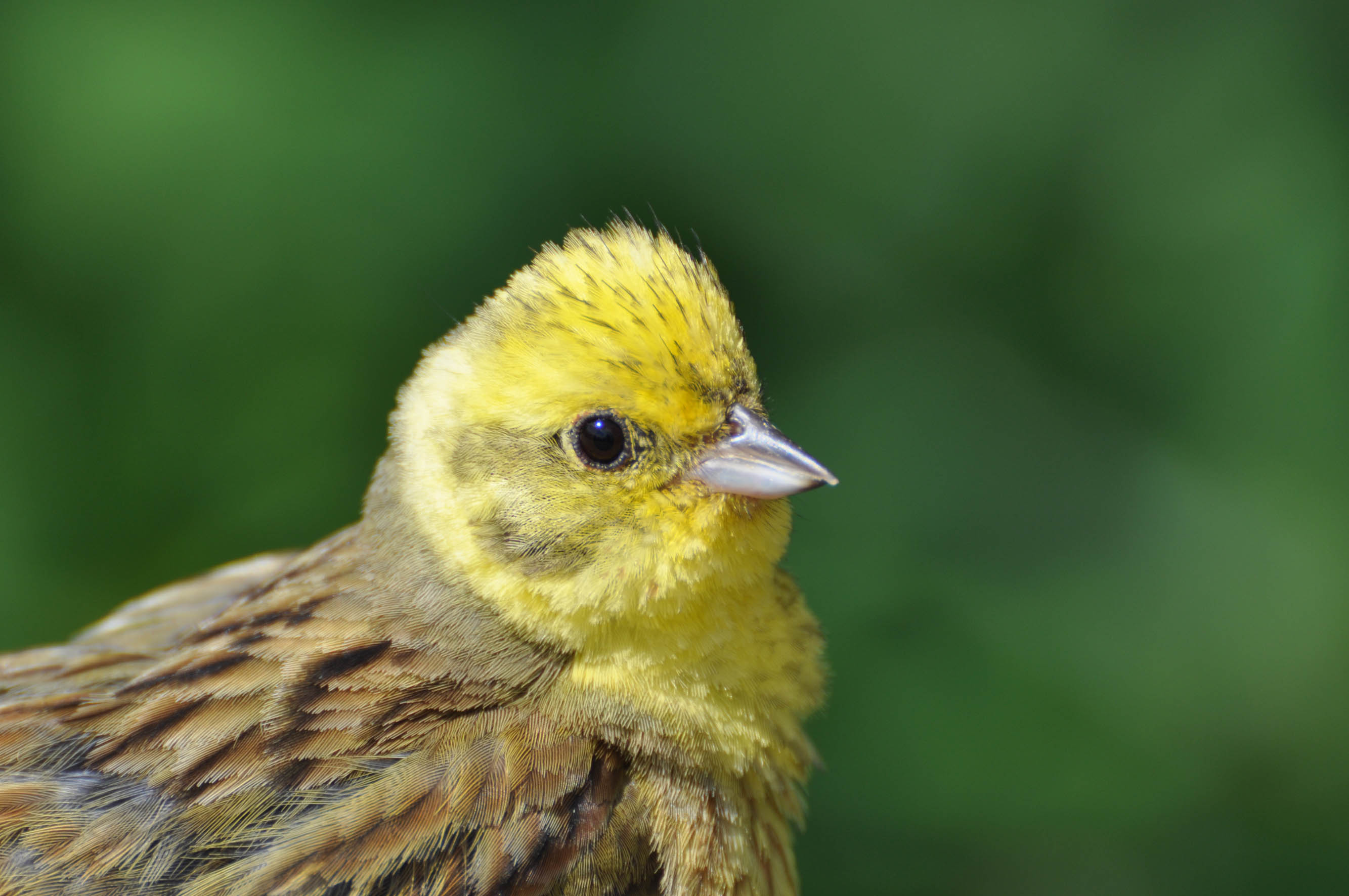 Nationalpark-Donau-Auen-33713-1-WT-Vogel-Goldammer,Dorn.JPG