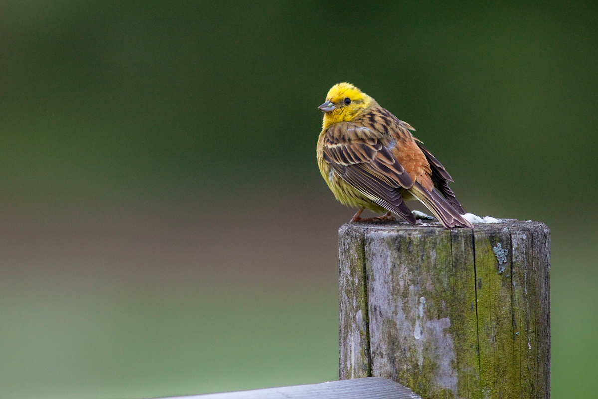 Nationalpark-Donau-Auen-38924-1-Fauna-WT-Vogel-Goldammer,Woss.jpg