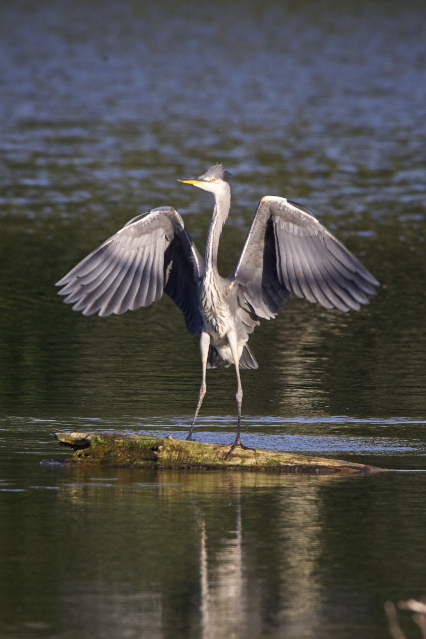 Nationalpark-Donau-Auen-46291-1-WT-Vogel-Graureiher_Wasserpark,Stefaner.jpg