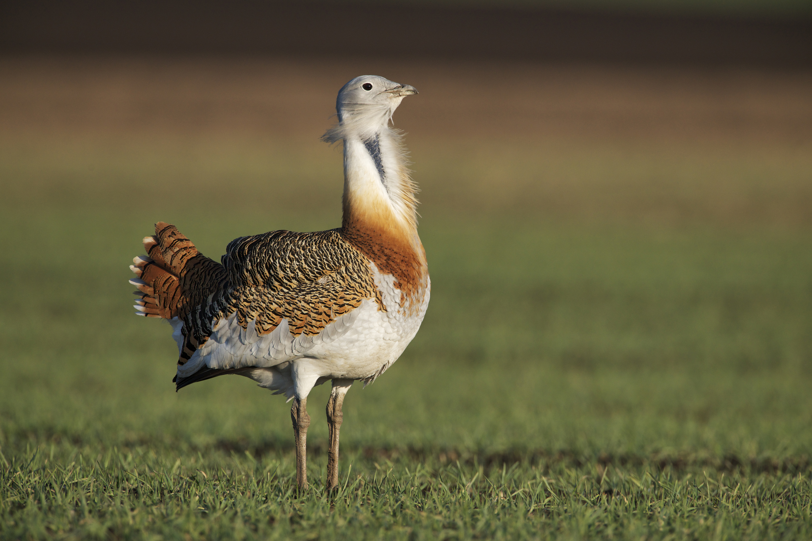 Nationalpark-Donau-Auen-30369-1-WT-Vogel--Grosstrappe,Kovacs.jpg