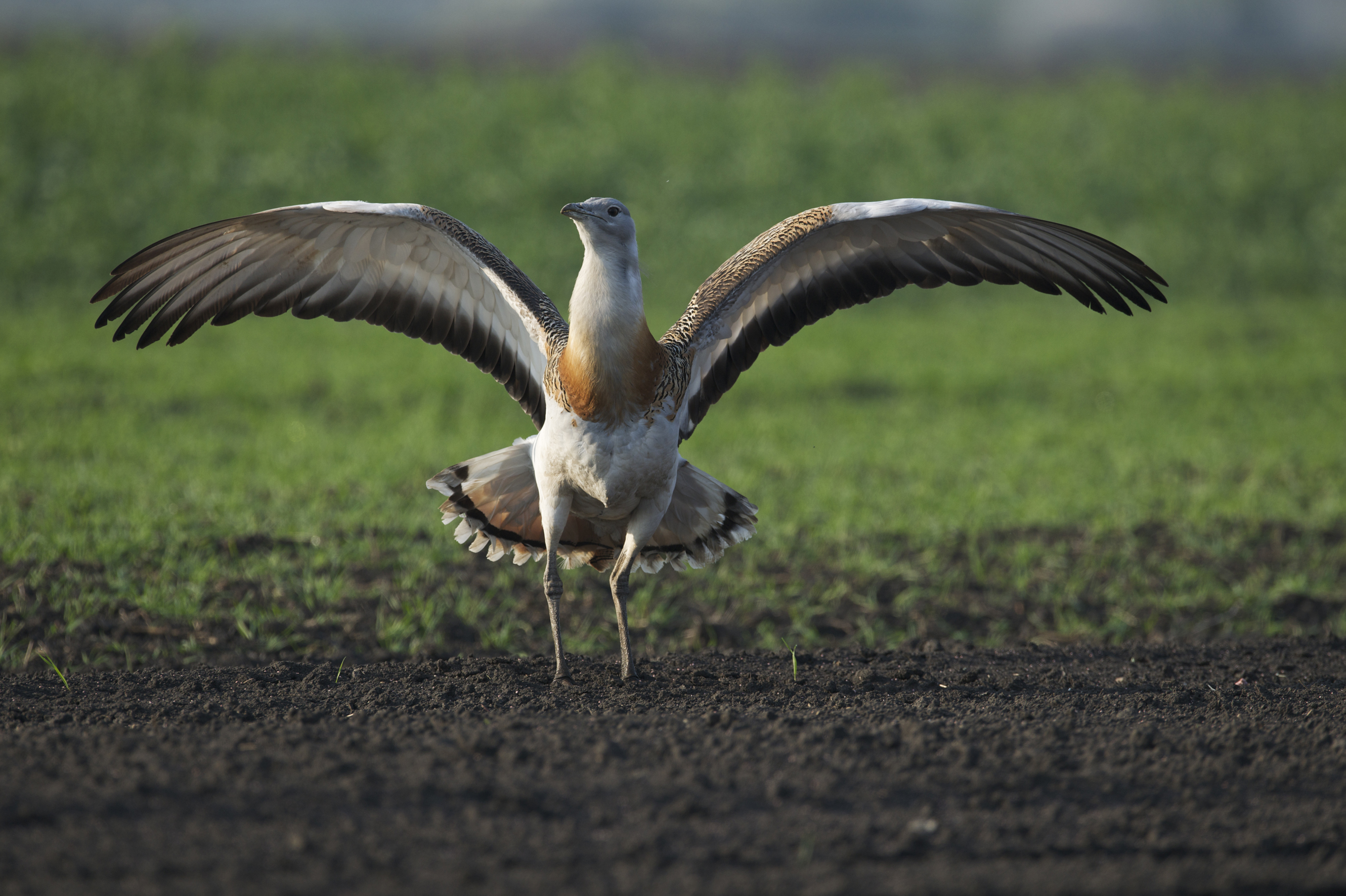 Nationalpark-Donau-Auen-30372-1-WT-Vogel--Grosstrappe,Kovacs.jpg