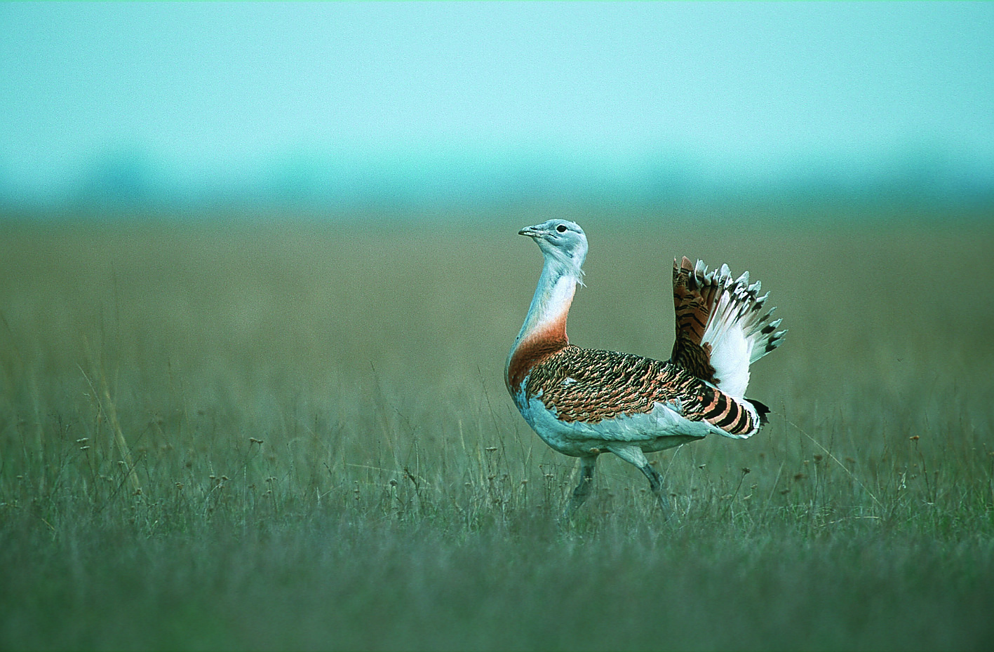 Nationalpark-Donau-Auen-9943-1-Fauna-WT-Vogel-GROSSTRAPPE,Kovacs.jpg