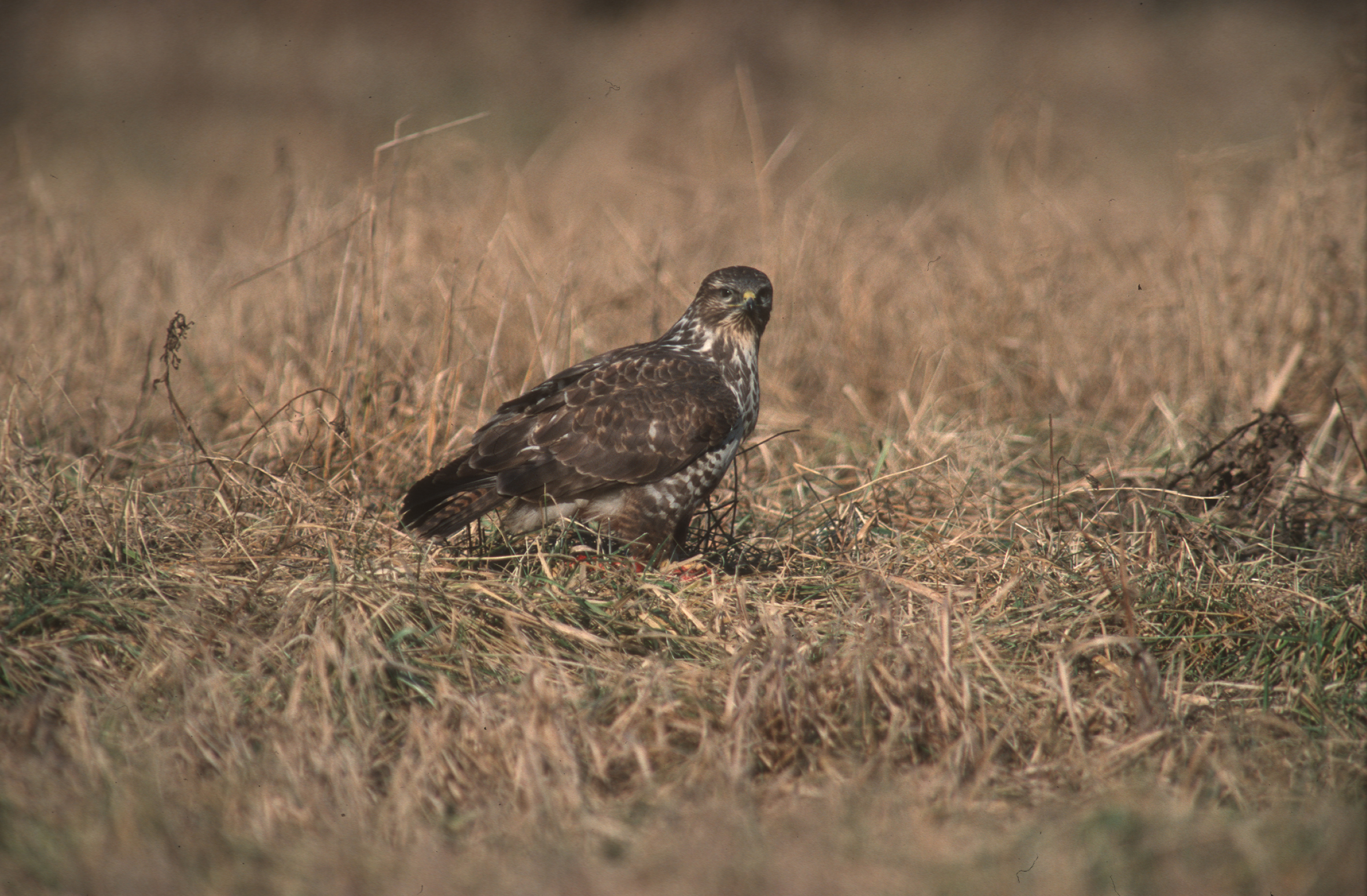 Nationalpark-Donau-Auen-6219-1-Fauna-WT-Vogel,Mausebussard,Thaler.jpg