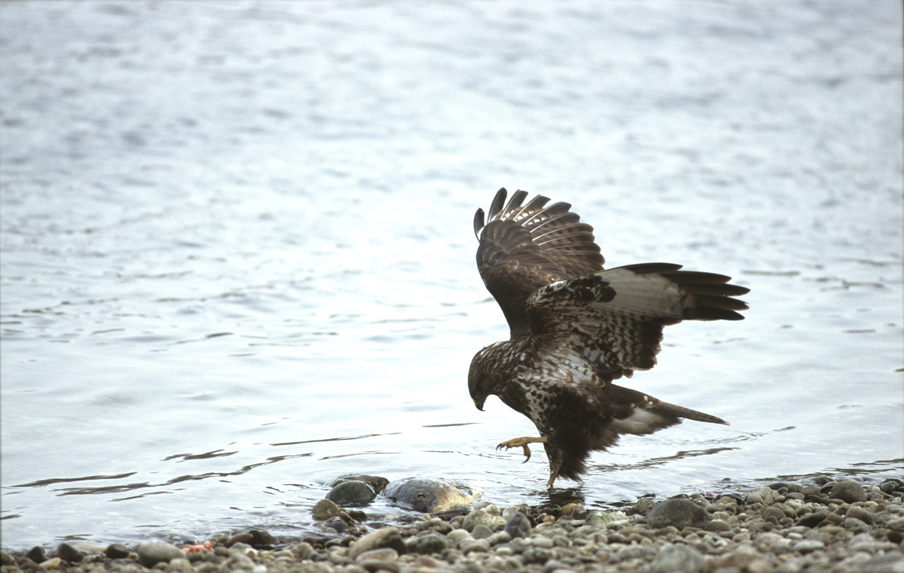 Nationalpark-Donau-Auen-7639-1-Fauna-WT-Vogel-Mausebussard,Kracher.jpg