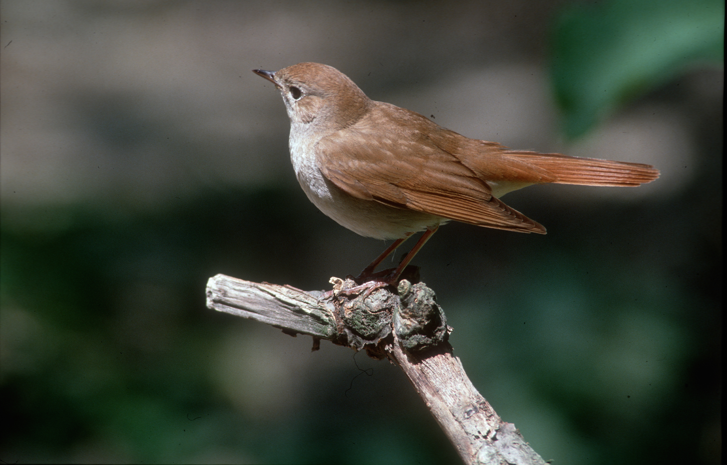 Nationalpark-Donau-Auen-6215-1-Fauna-WT-Vogel-Nachtigall-,Thaler.jpg
