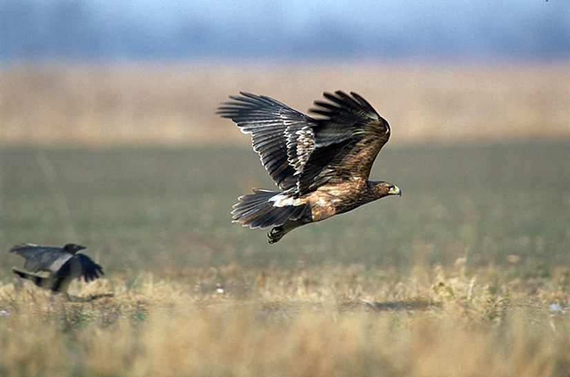Nationalpark-Donau-Auen-21693-1-Fauna-WT-Vogel-Kaiseradler,Kovacs.jpg