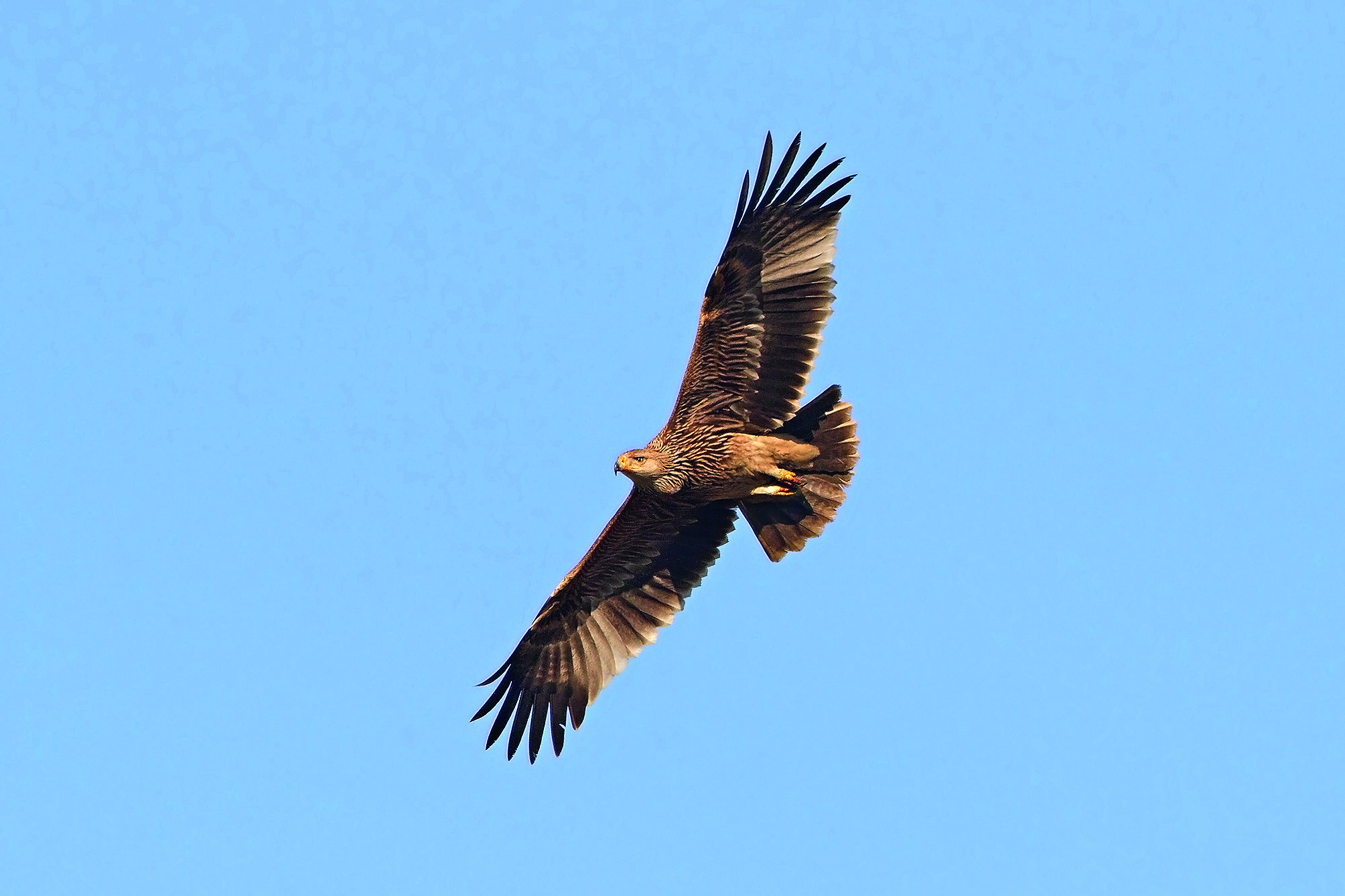 Nationalpark-Donau-Auen-32993-1-WT-Vogel-Kaiseradler,DvorakBirdLifeB.jpg