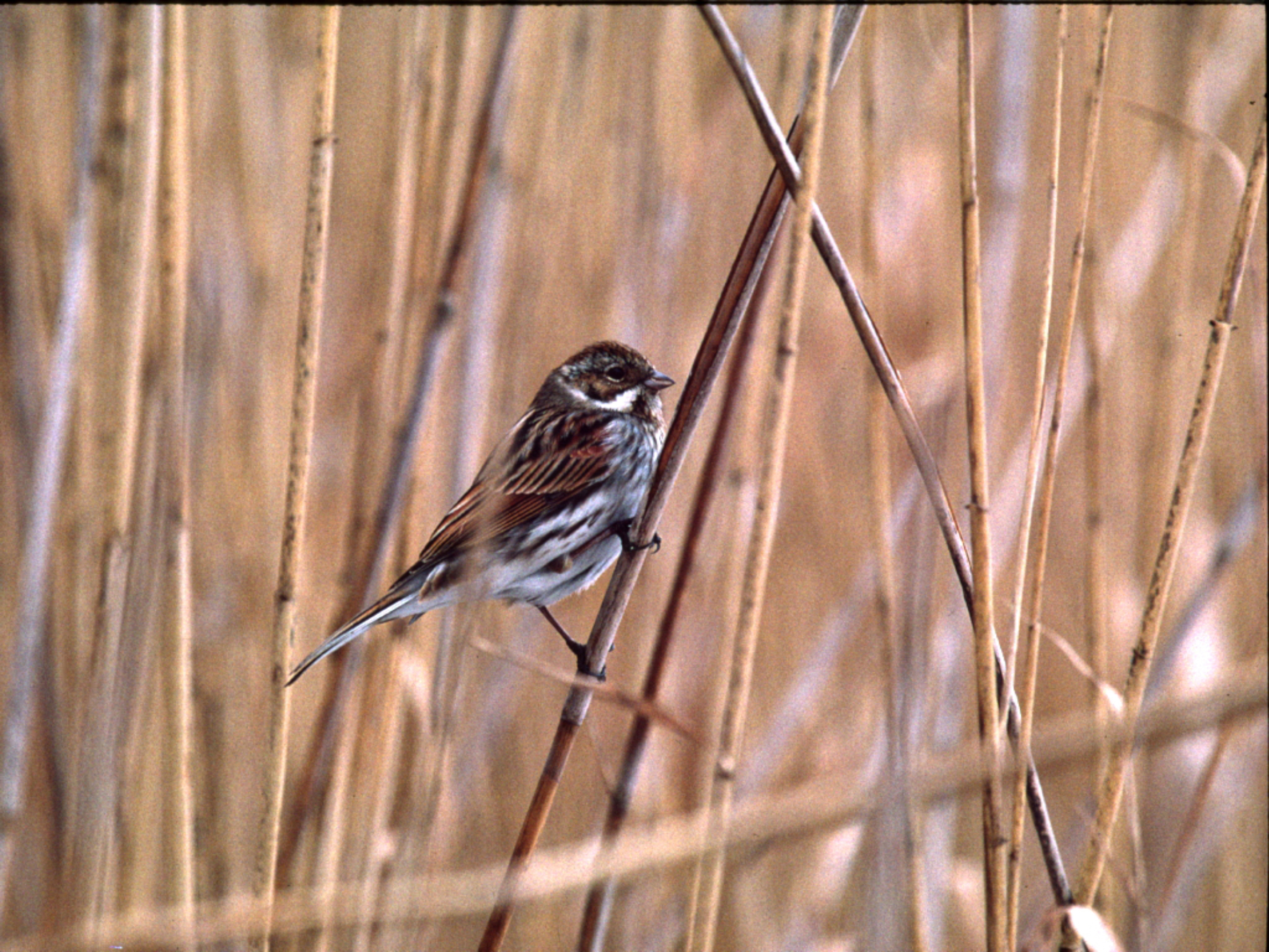 Nationalpark-Donau-Auen-11248-1-WT-Vogel-Rohrammer,Sendor,Zeman.jpg