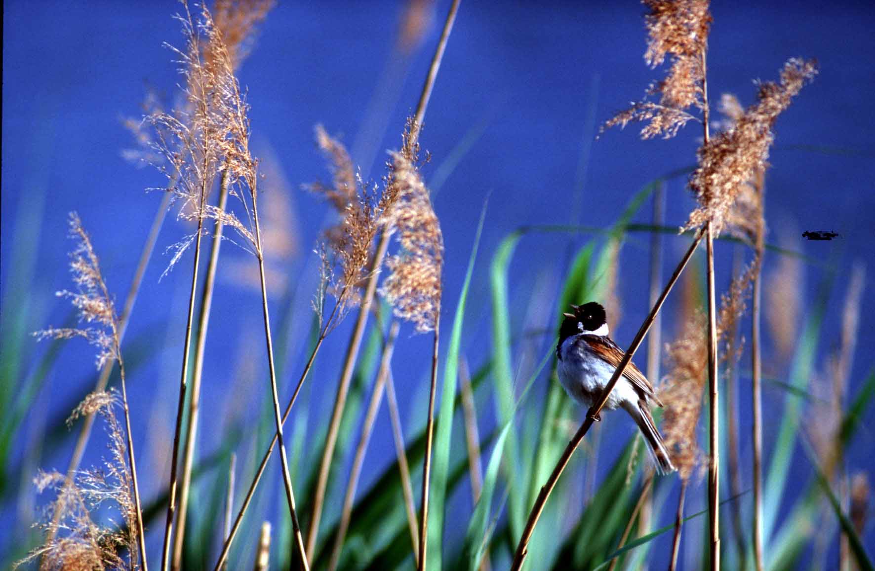 Nationalpark-Donau-Auen-6360-1-WT-Vogel-ROHRAMMER__KRACHER.jpg