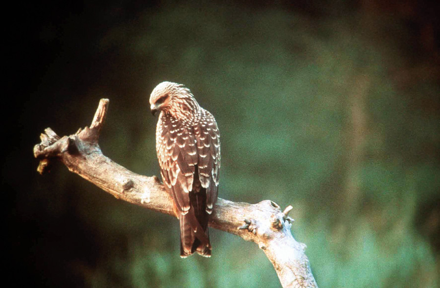 Nationalpark-Donau-Auen-1389-1-WT-Vogel-Schwarzmilan,AntonicekB.jpg