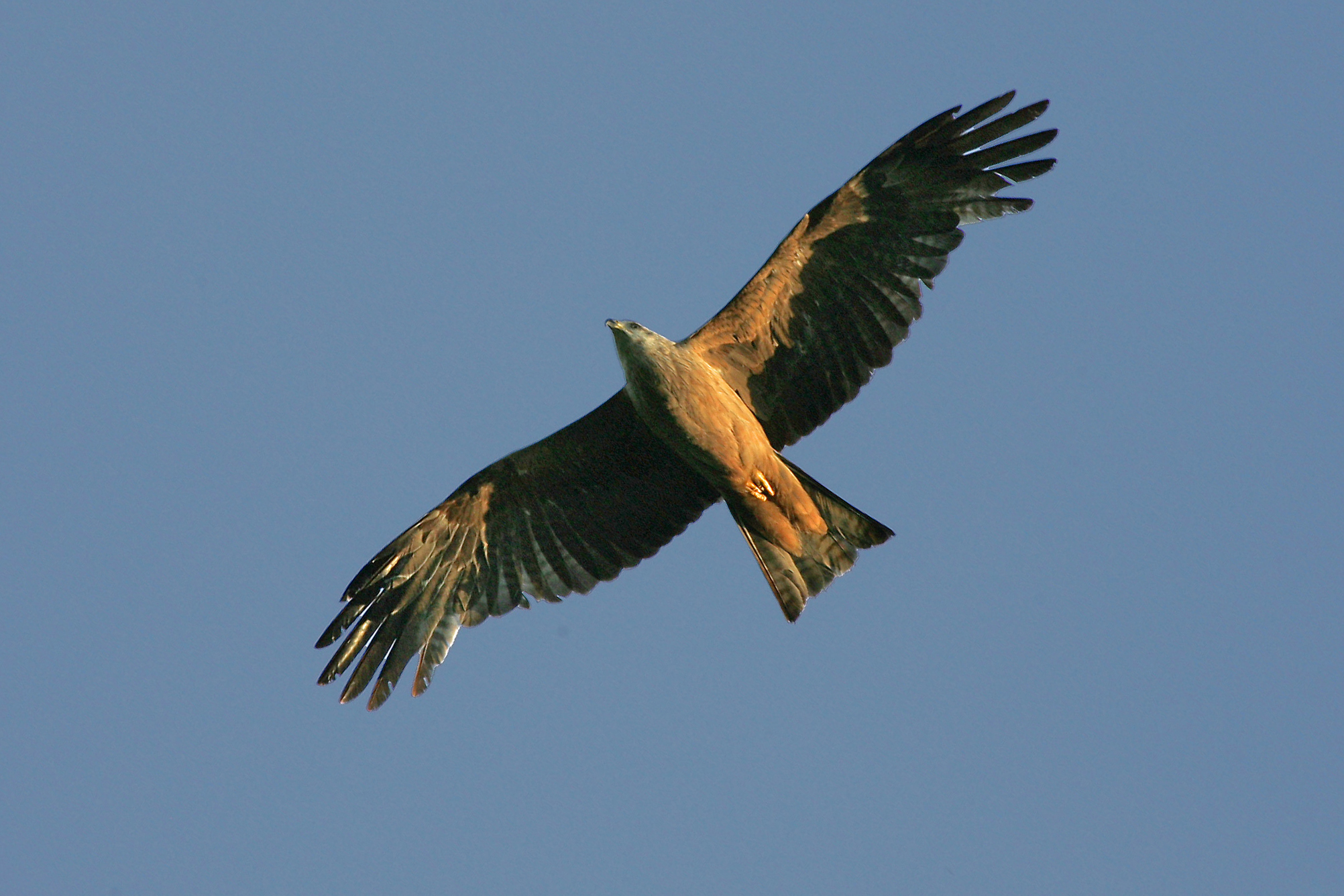 Nationalpark-Donau-Auen-23343-1-Fauna-WT-Vogel-Schwarzmilan,Stefaner.jpg