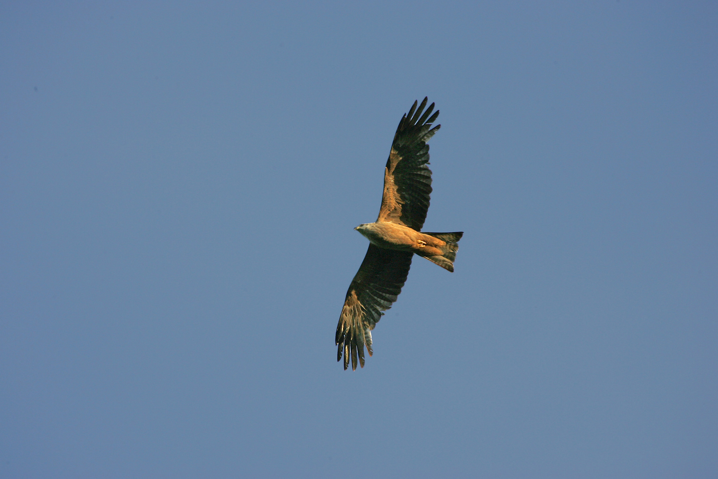Nationalpark-Donau-Auen-23344-1-Fauna-WT-Vogel-Schwarzmilan,Stefaner.jpg