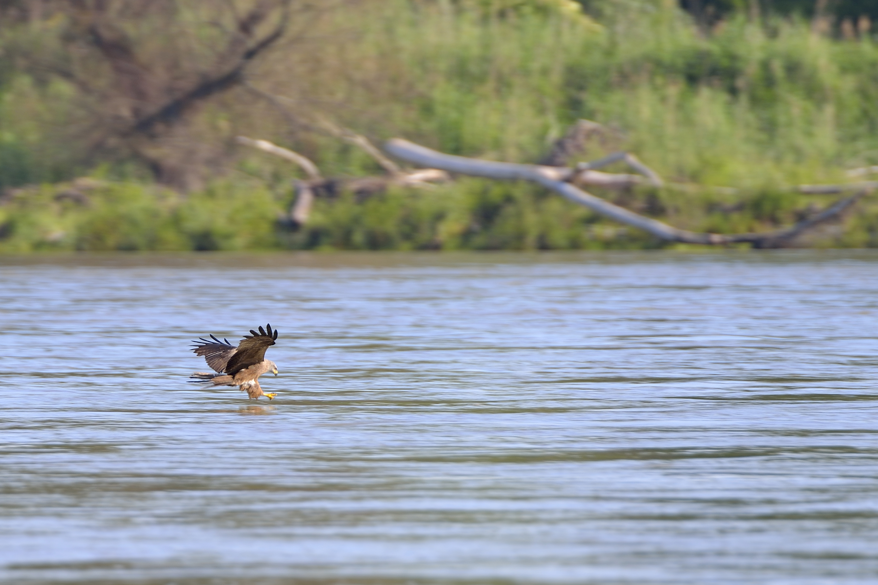 Nationalpark-Donau-Auen-39564-1-WT-Vogel-Schwarzmilan,Fiala.jpg