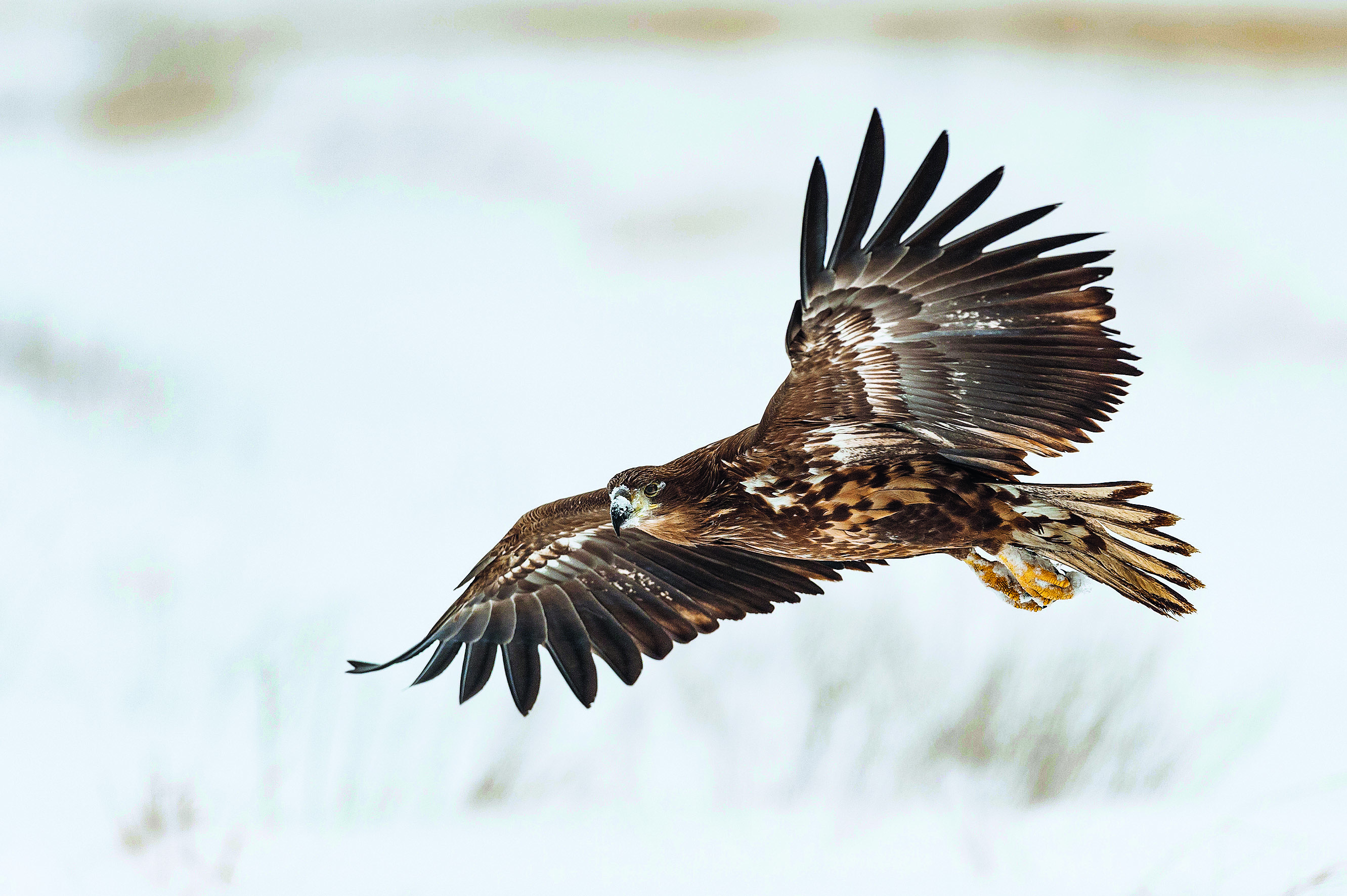 Nationalpark-Donau-Auen-31567-1-WT-Vogel--Seeadler,KreinzB.jpg
