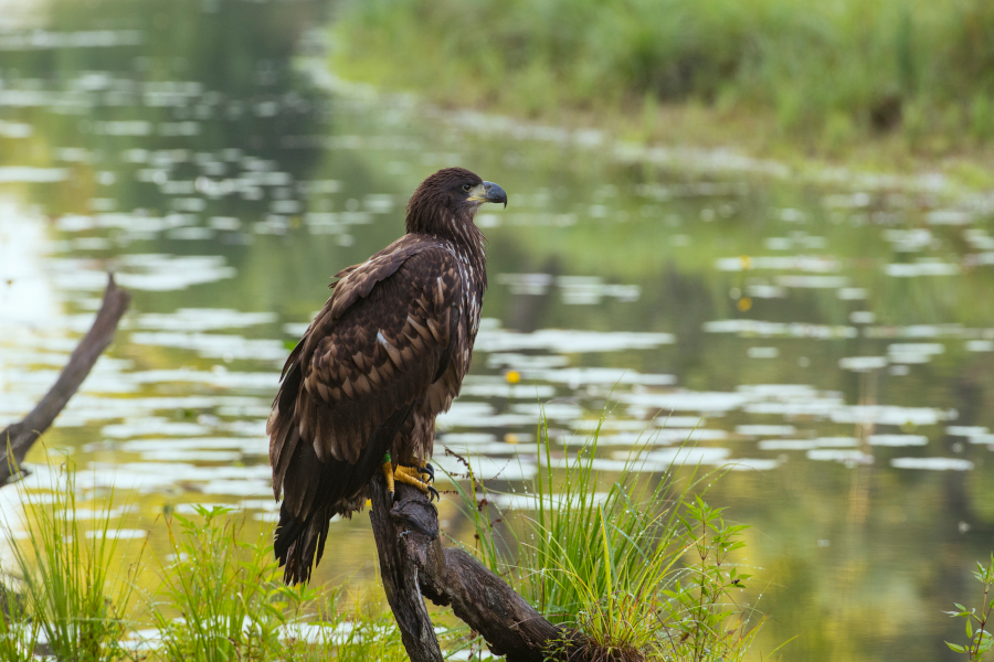Nationalpark-Donau-Auen-49505-1-Fauna-WT-Vogel-Seeadler,Kracher.JPG