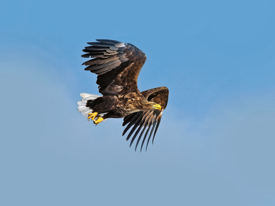 Nationalpark-Donau-Auen-50045-1-Fauna-WT-Vogel--Seeadler-im-Flug,piliophotosB.jpg