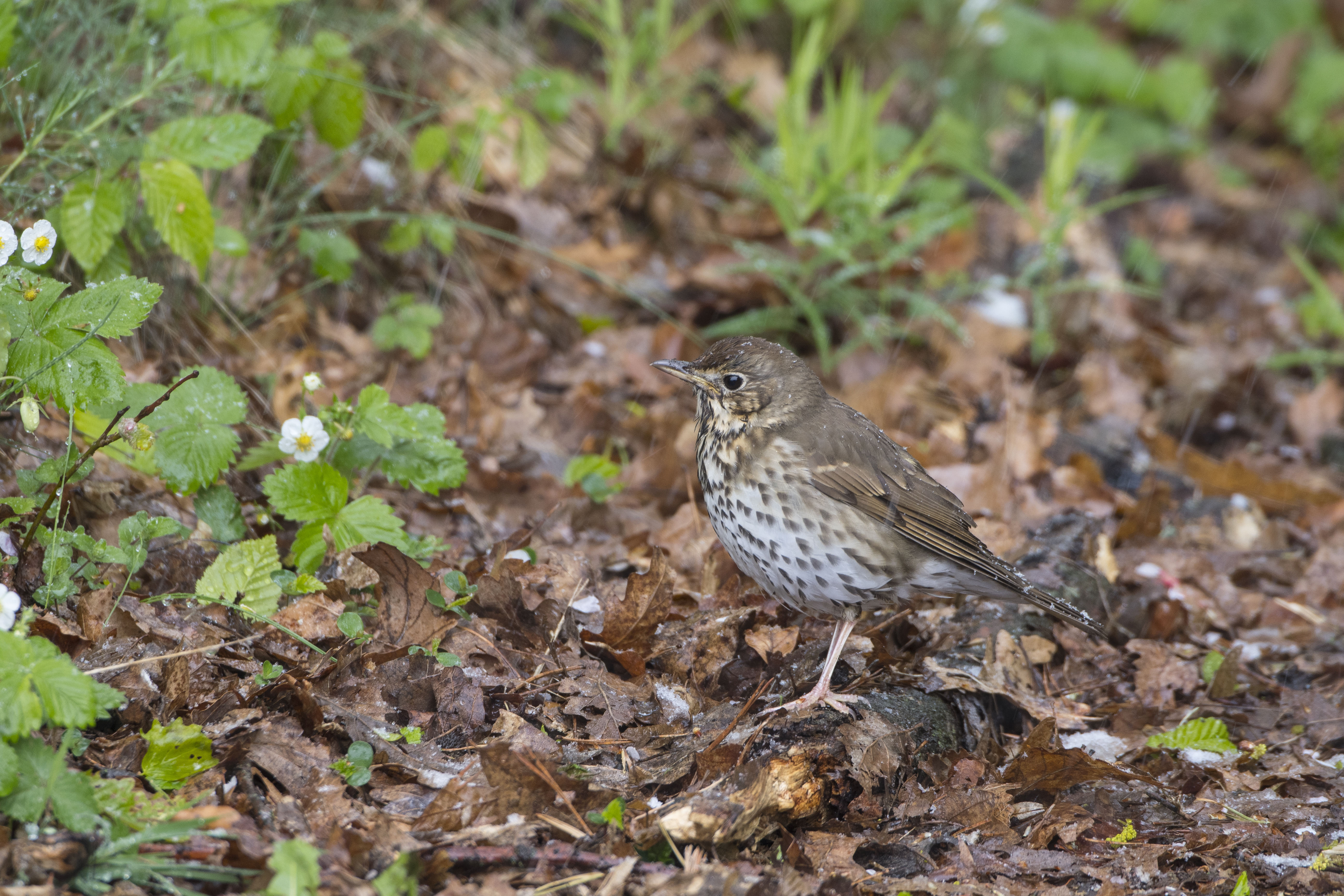 Nationalpark-Donau-Auen-49568-1-Fauna-WT-Vogel-Singdrossel,Fiala.jpg