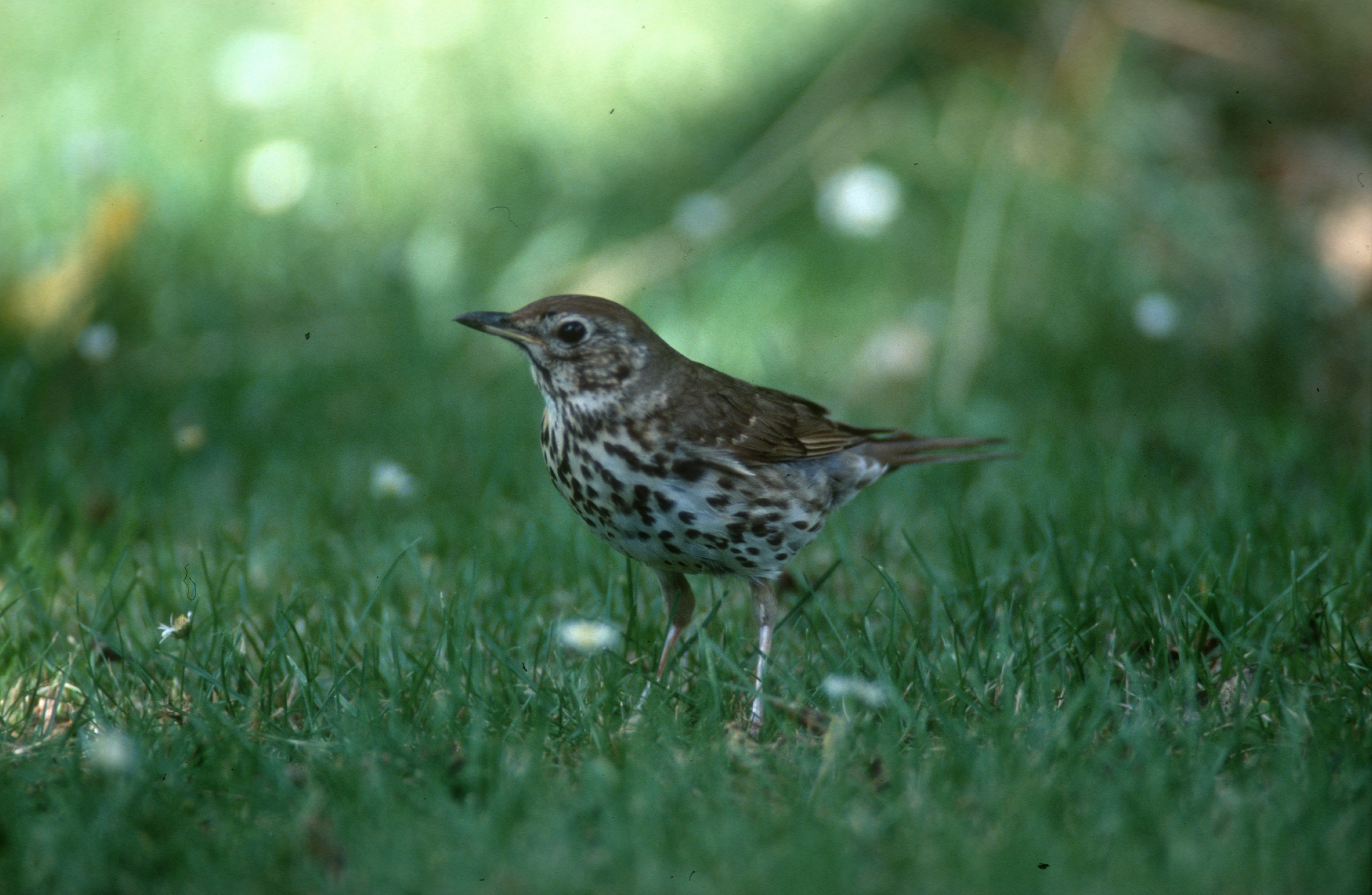 Nationalpark-Donau-Auen-6214-1-Fauna-WT-Vogel-Singdrossel,Thaler.jpg