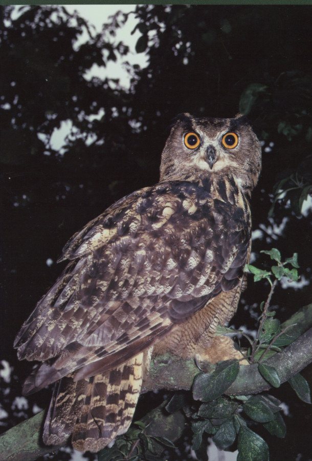 Nationalpark-Donau-Auen-14531-1-WT-Vogel-Uhu-,Antonicek.jpg