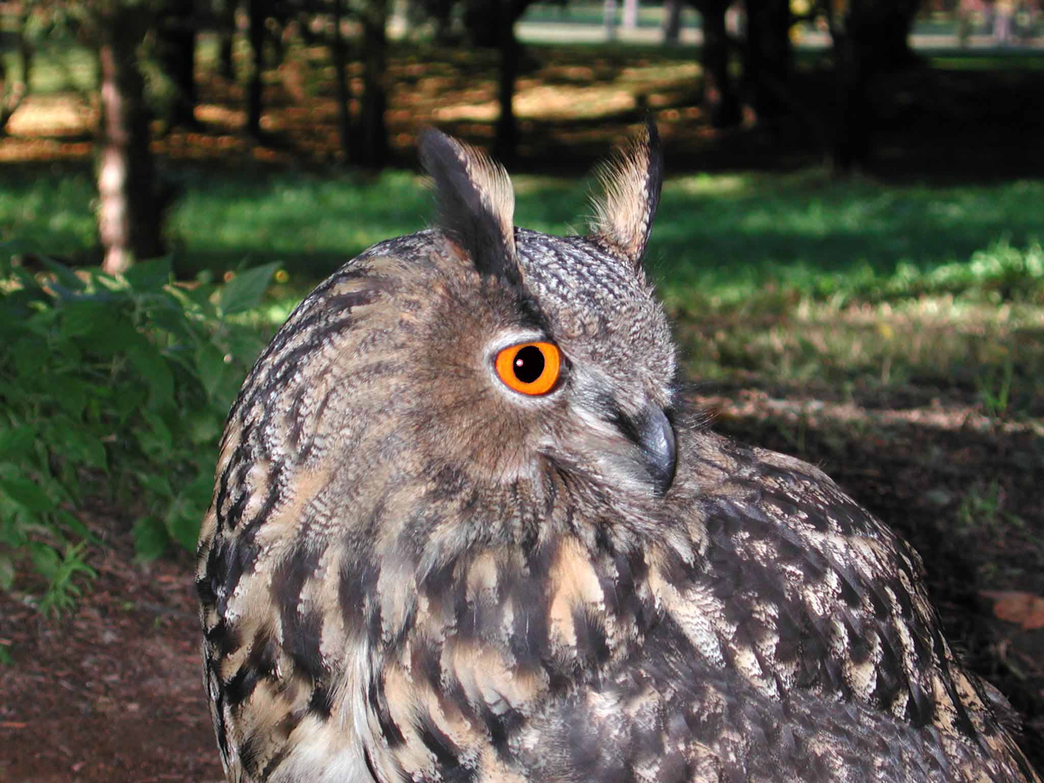 Nationalpark-Donau-Auen-5098-1-Fauna-WT-Vogel-Uhu-Falknertag-Eckartsau-hd.jpg